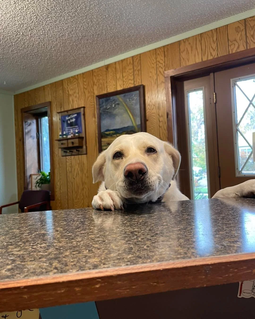 Luna Loves 💕
She came to see Sherie yesterday. She took home a few supplements to keep her on top of all the action. This one was so excited to come back to see Sherie. Get your ‘lovie’ in today. They deserve all the love they can get f