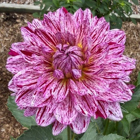 Lily Pind Billiann.jpg