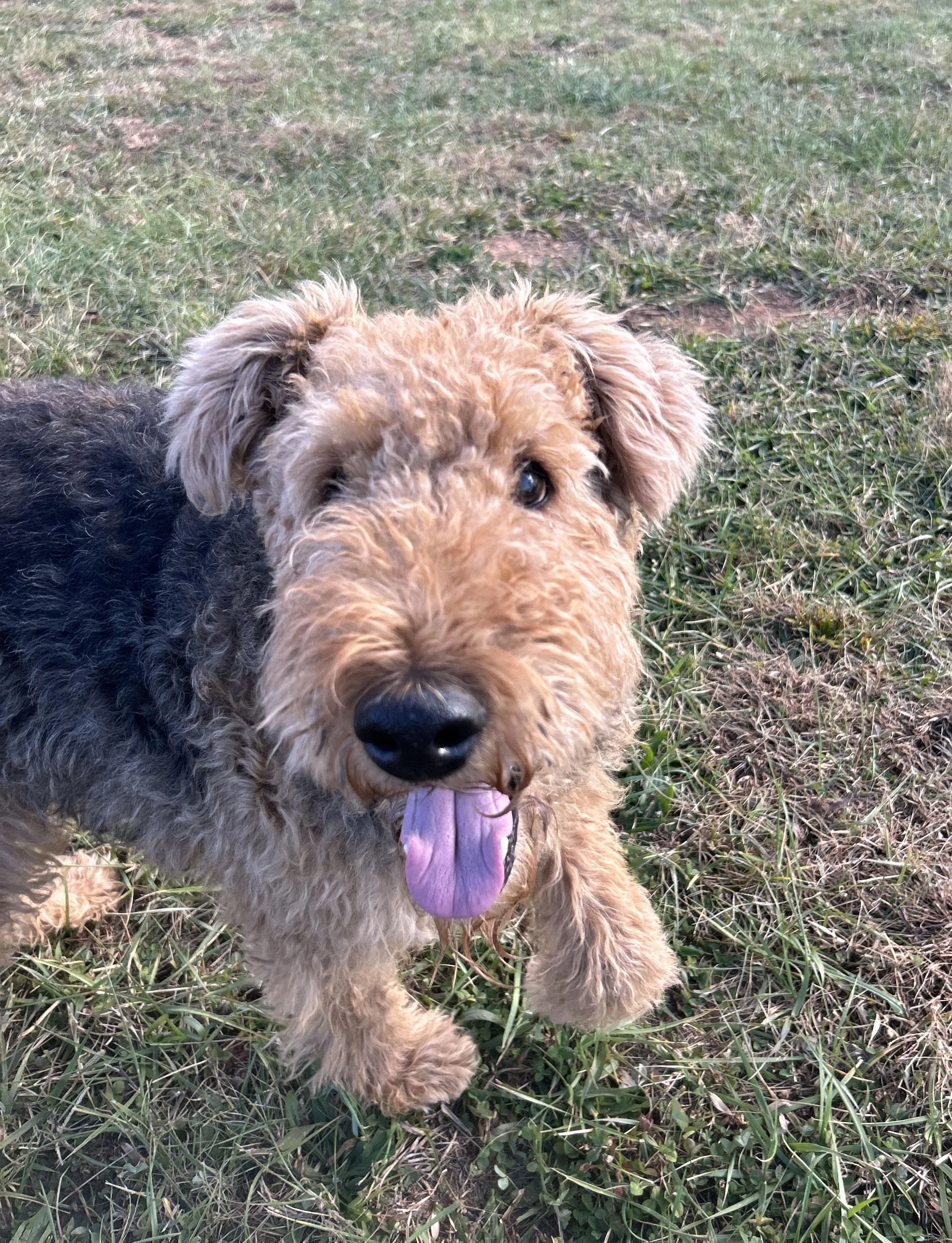Creating a Pet Friendly Garden