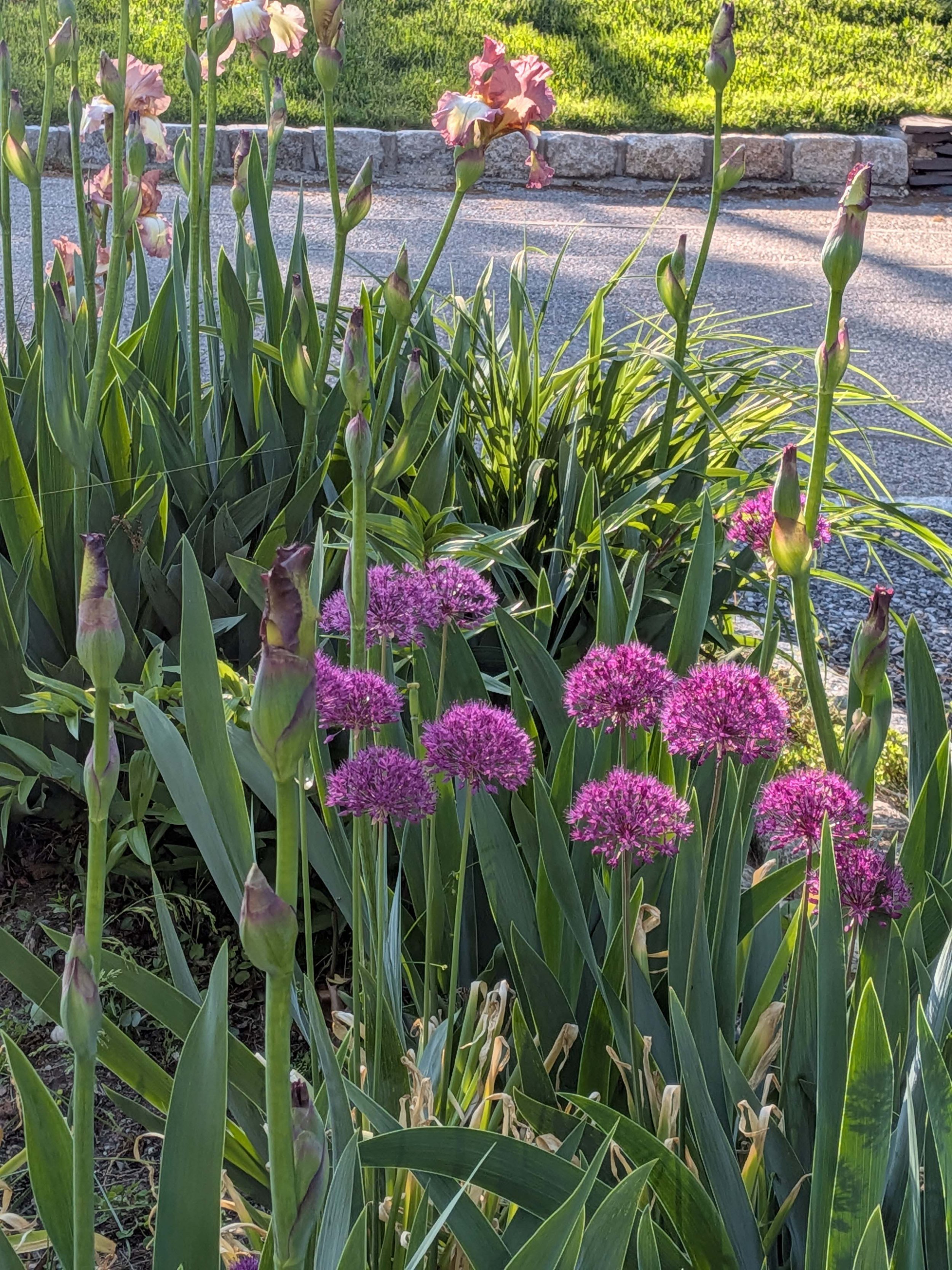 Perennial Garden Care