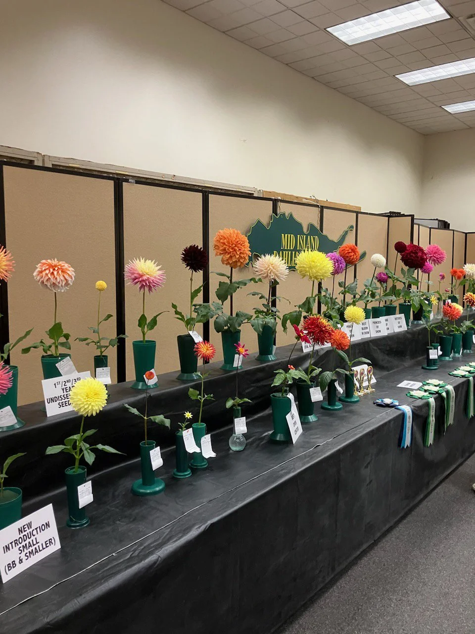 Annual 60th Dahlia Exhibition Show