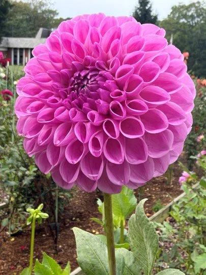 KAB Lilac Dawn.jpg
