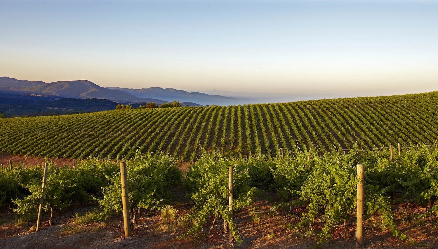 Caymus: A Cabernet for Cowboys and Kings