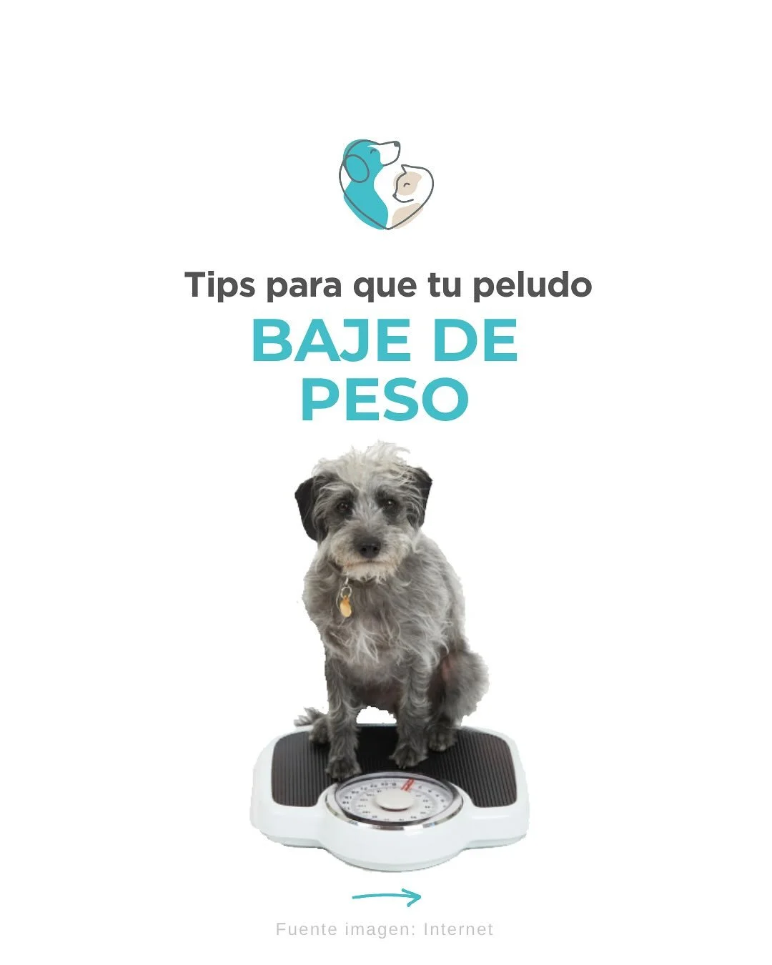 #soulvetmallorca #nutricionveterinaria #nutrici&oacute;nvet #pesoenperros #fisiovet #fisioveterinaria #rehabilitacionvet #rehabilitacionveterinaria #veterinariomallorca #mallorcaistauchimwintersch&ouml;n #mallorcadogfriendly #mallorcavet