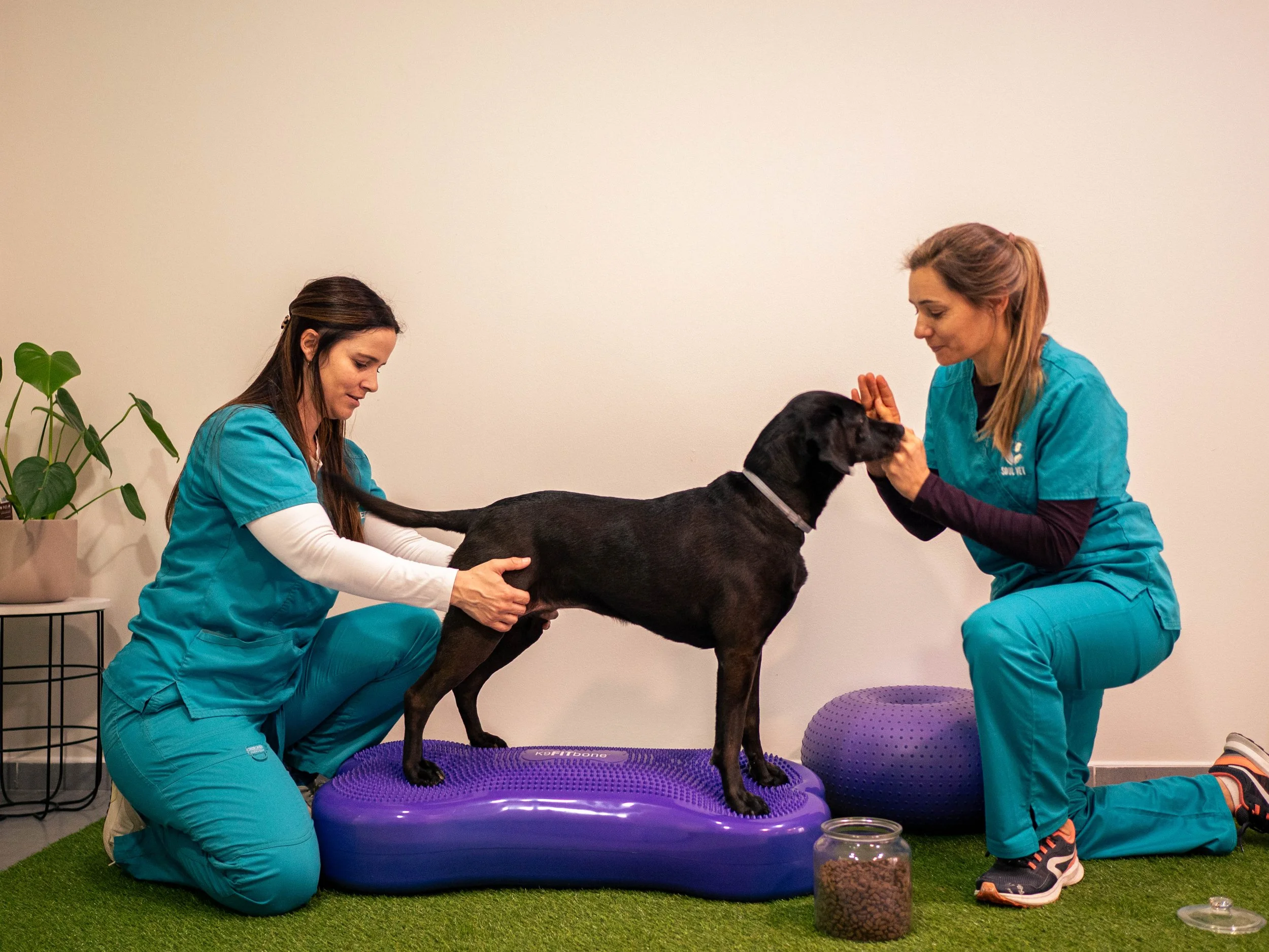 Dog performing active kinesitherapy