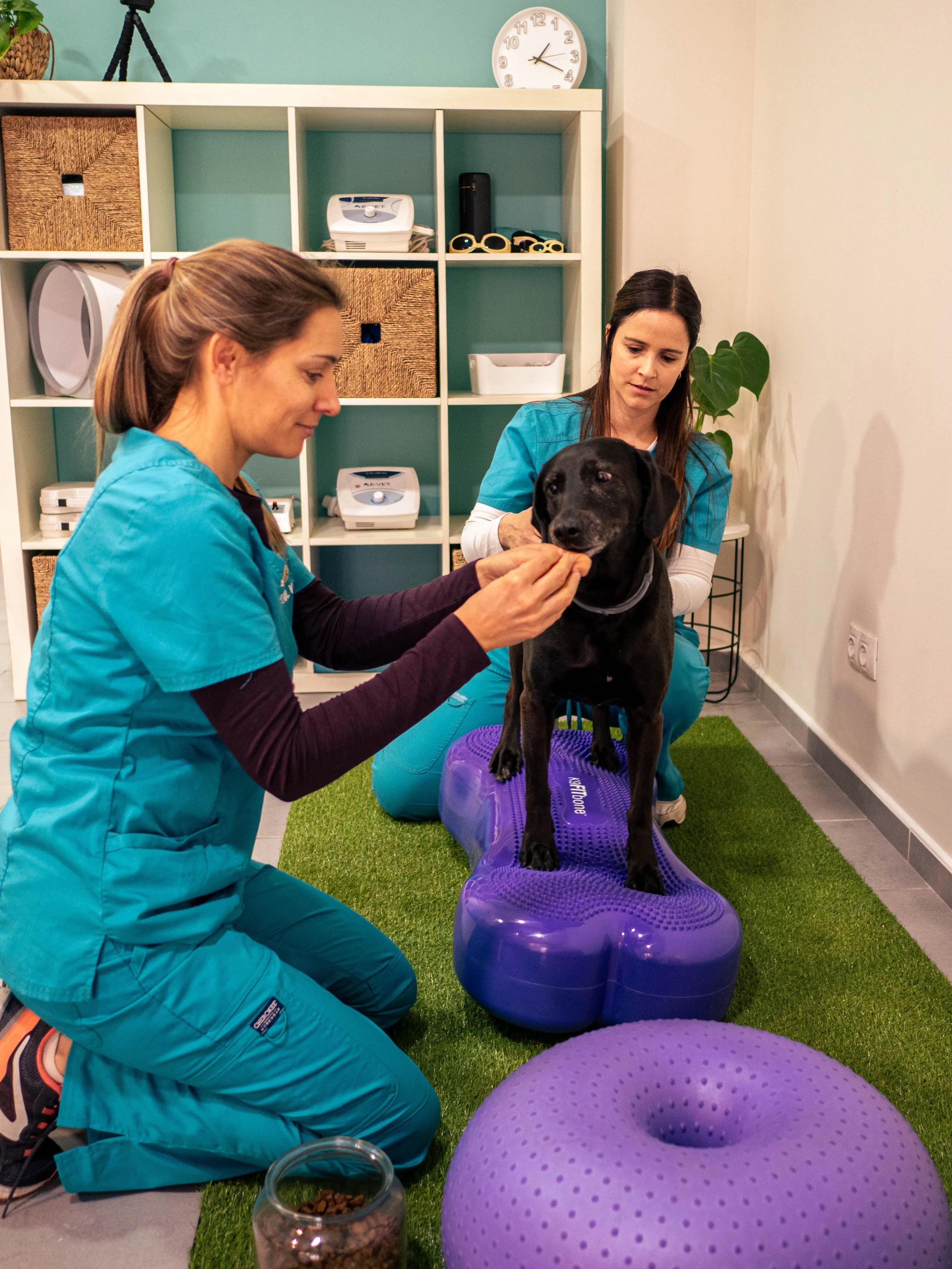 Hund bei aktiver Kinesiotherapie