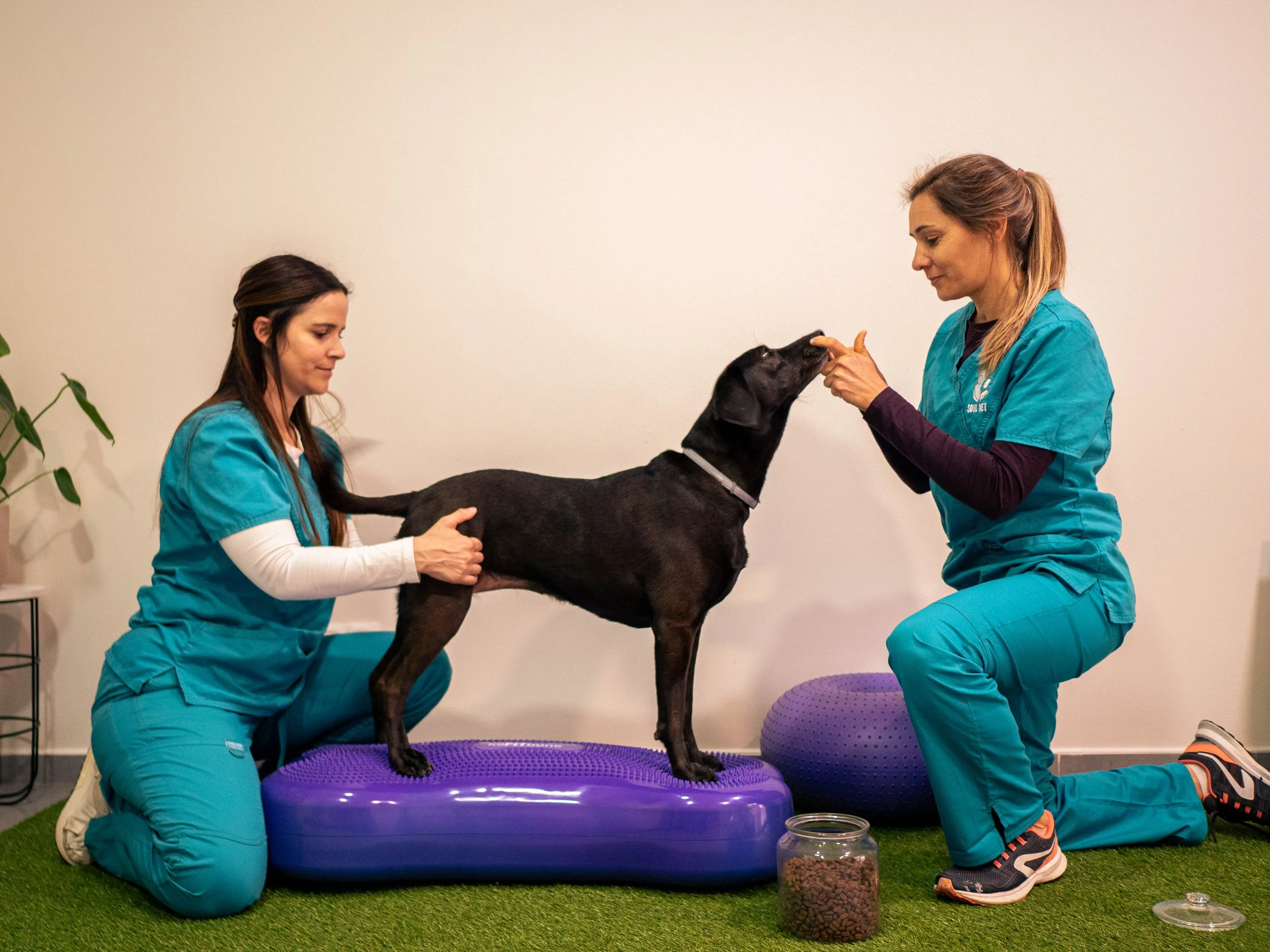 Perro realizando cinesiterapia activa