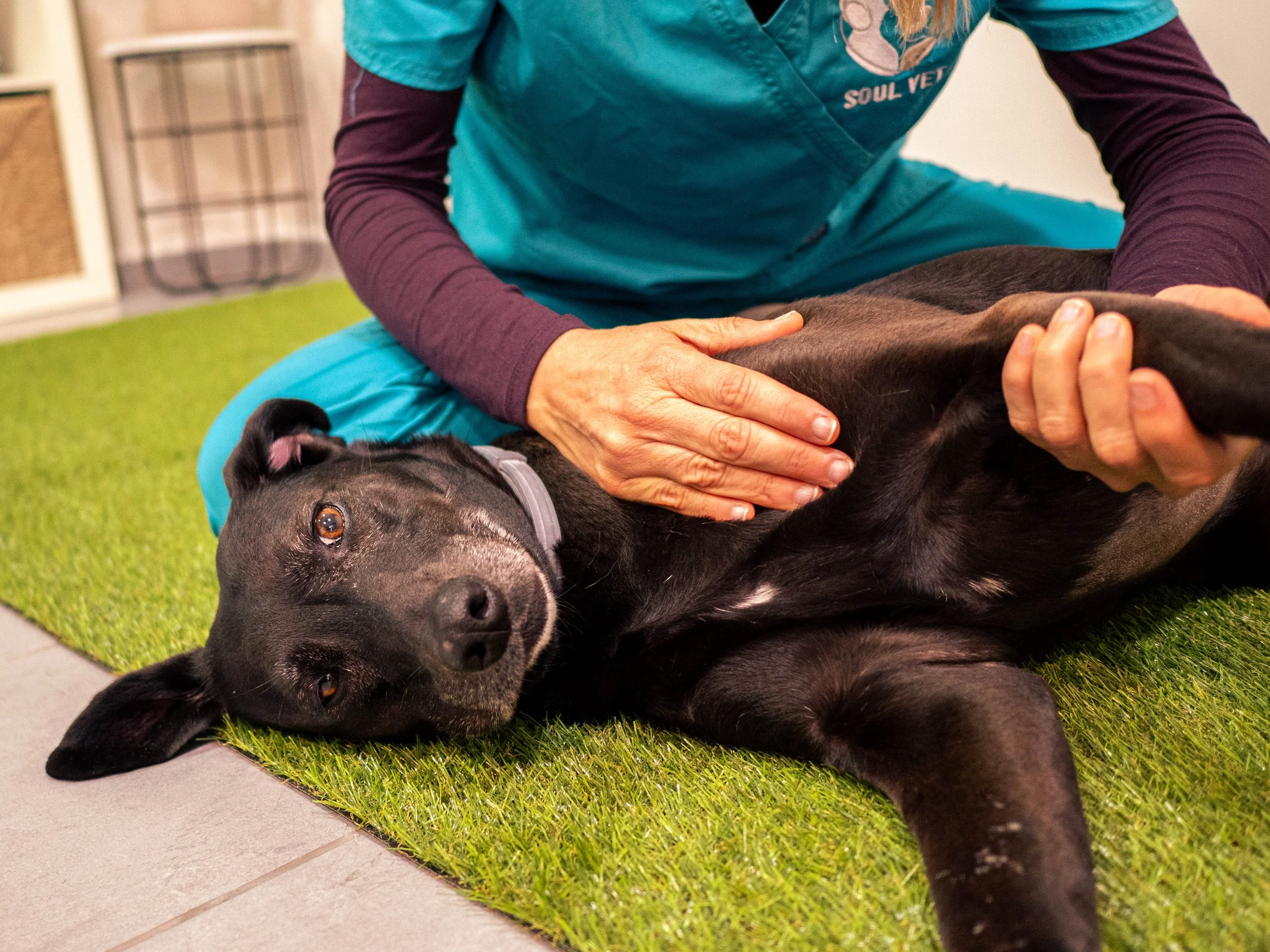 Hund erhält therapeutische Massage