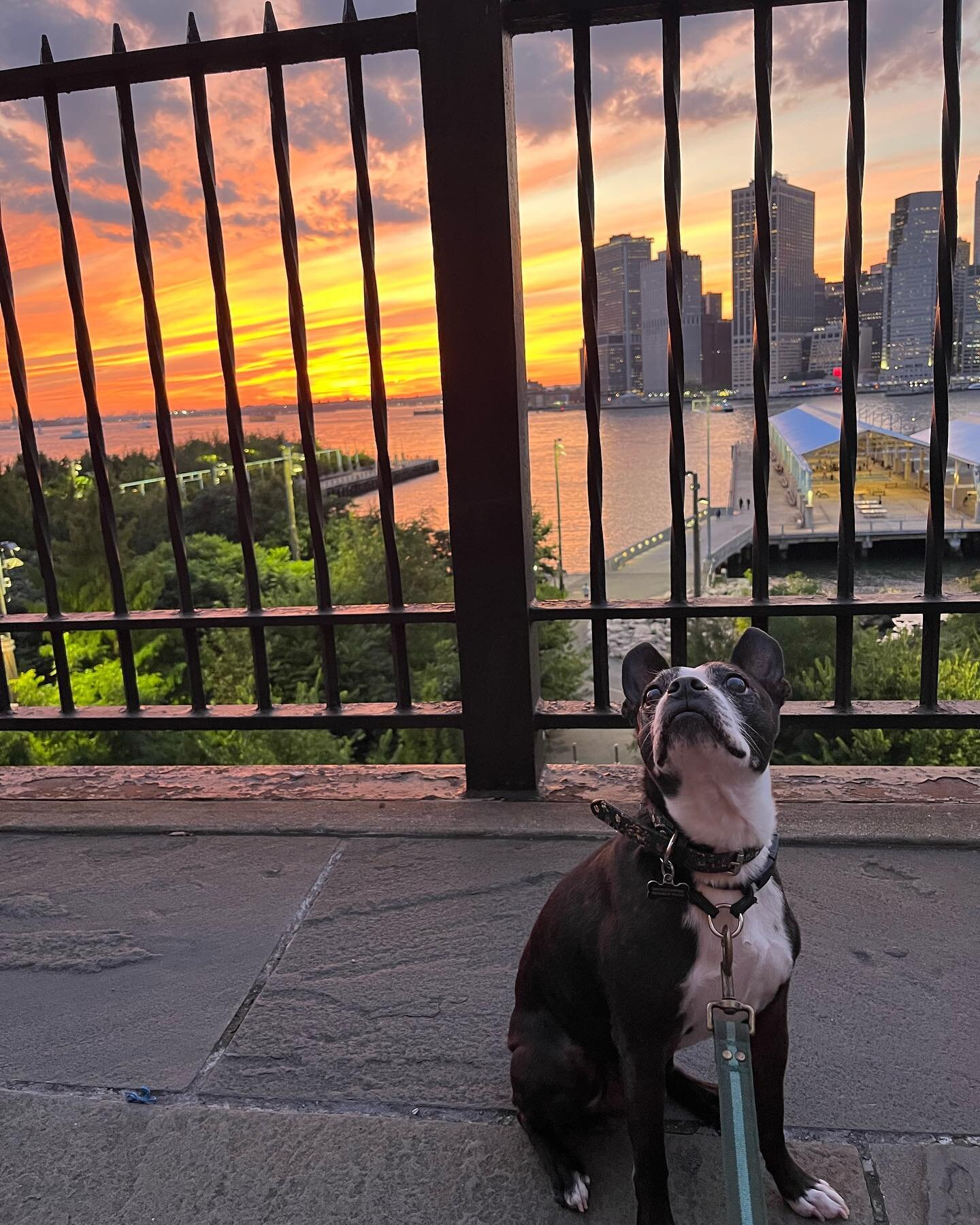 Love this dog. Love this view. Love this sunset. #brooklynheightspromenade #bostonterriersofinstagram #love