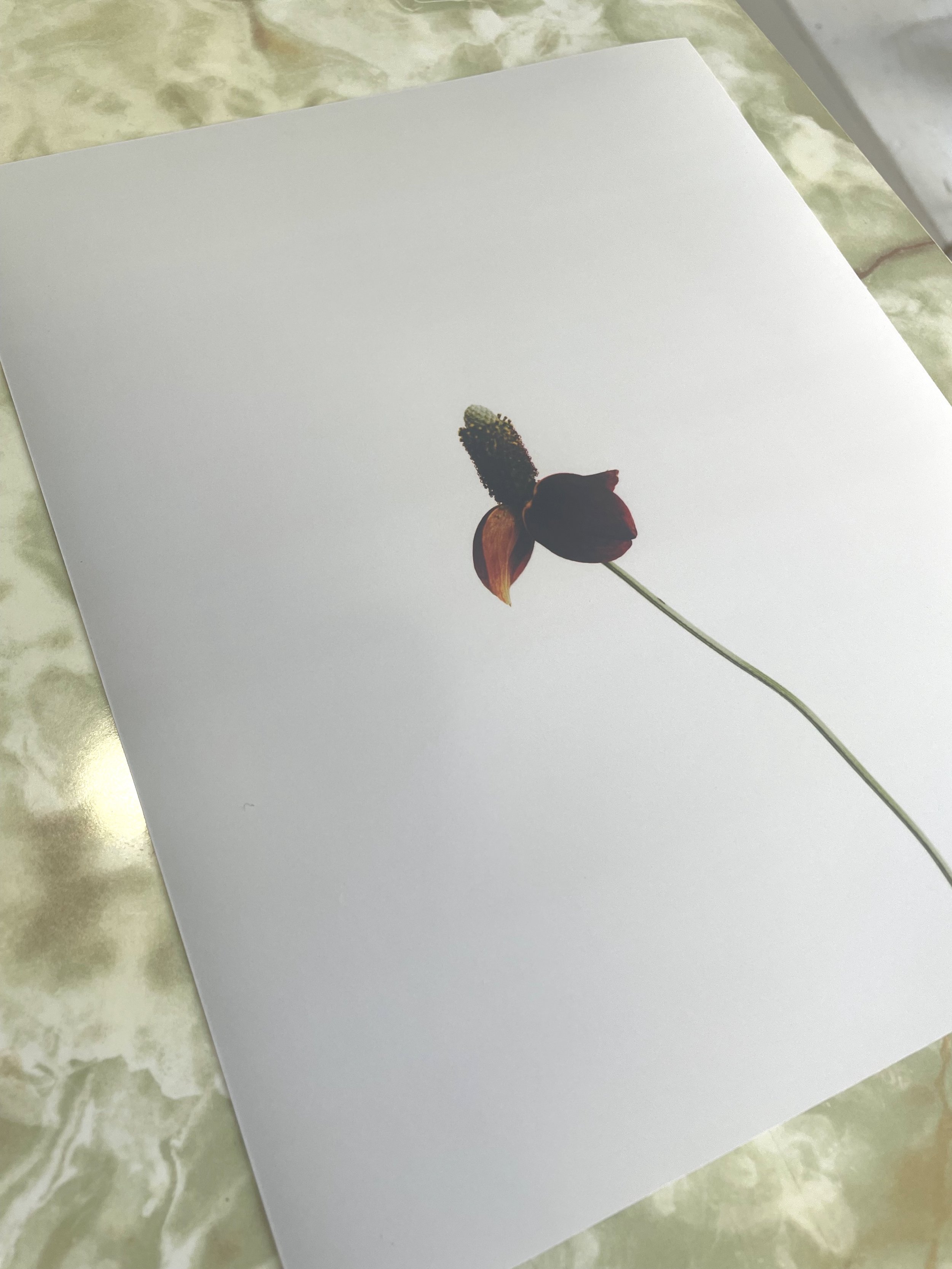 IMG_7684.jpeg