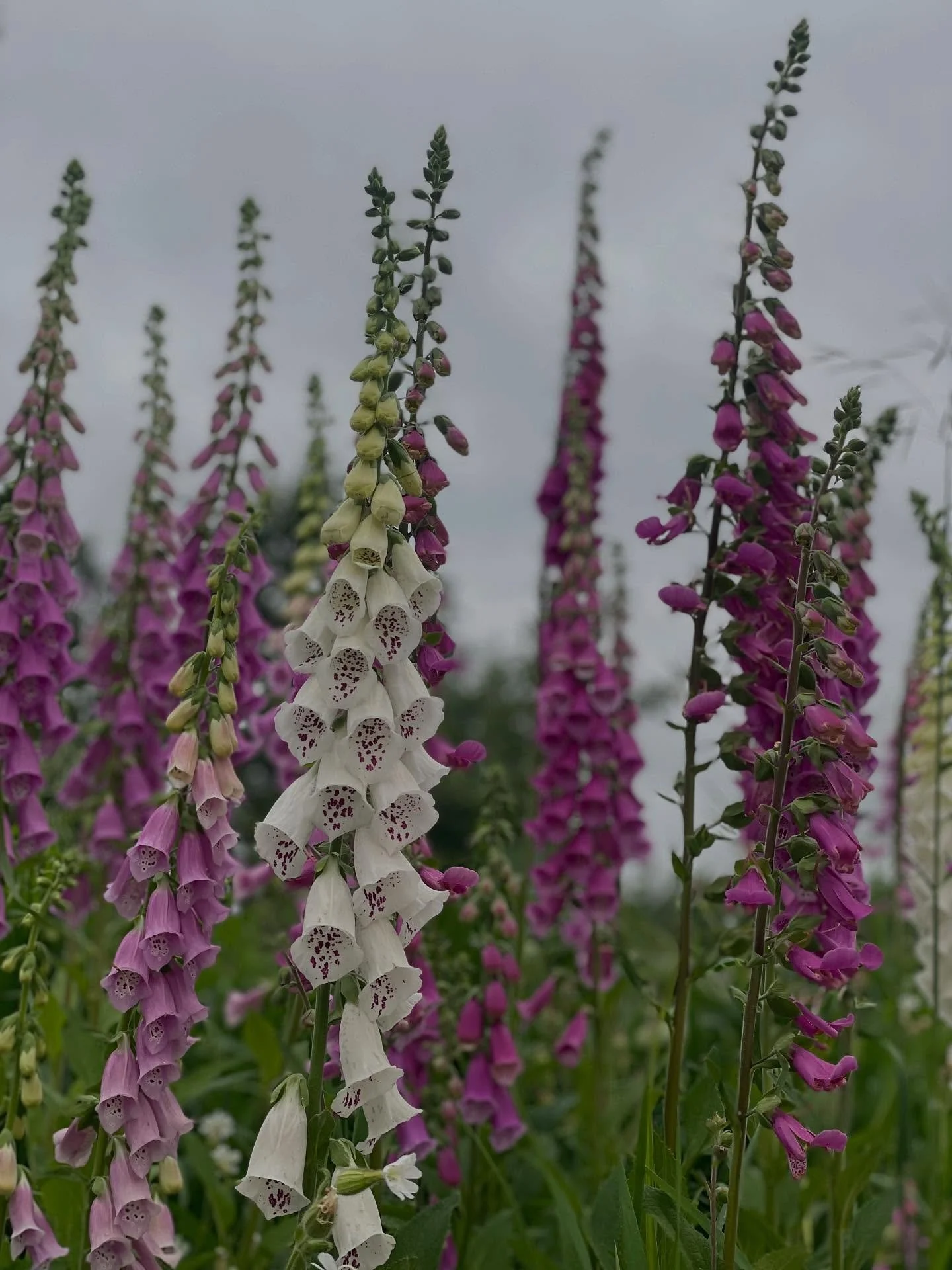 Not much better xxxxxxx foxglove @littlefarmthatcould