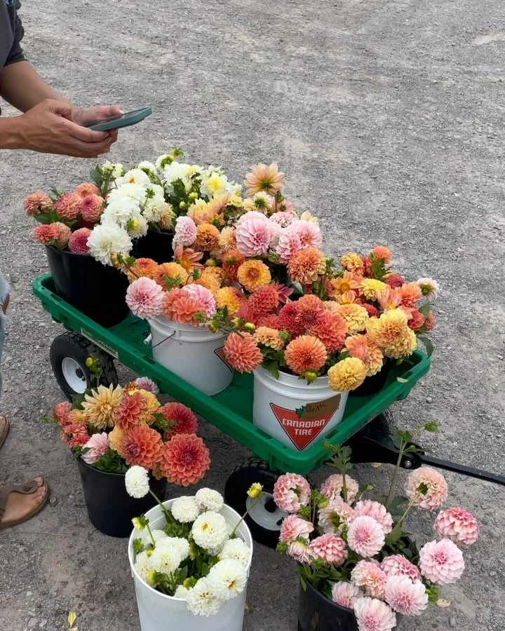 BEST PART OF THIS JOB IS BEING ABLE TO SPEND THIS MUCH MONEY ON FLOWERS!!! 🪽🤑🪻🪷🌼
.
Sourcing is my absolute FAVOURITE part of the job.  There is nothing quite like the thrill of working with multiple growers for one event and seeing how your imag