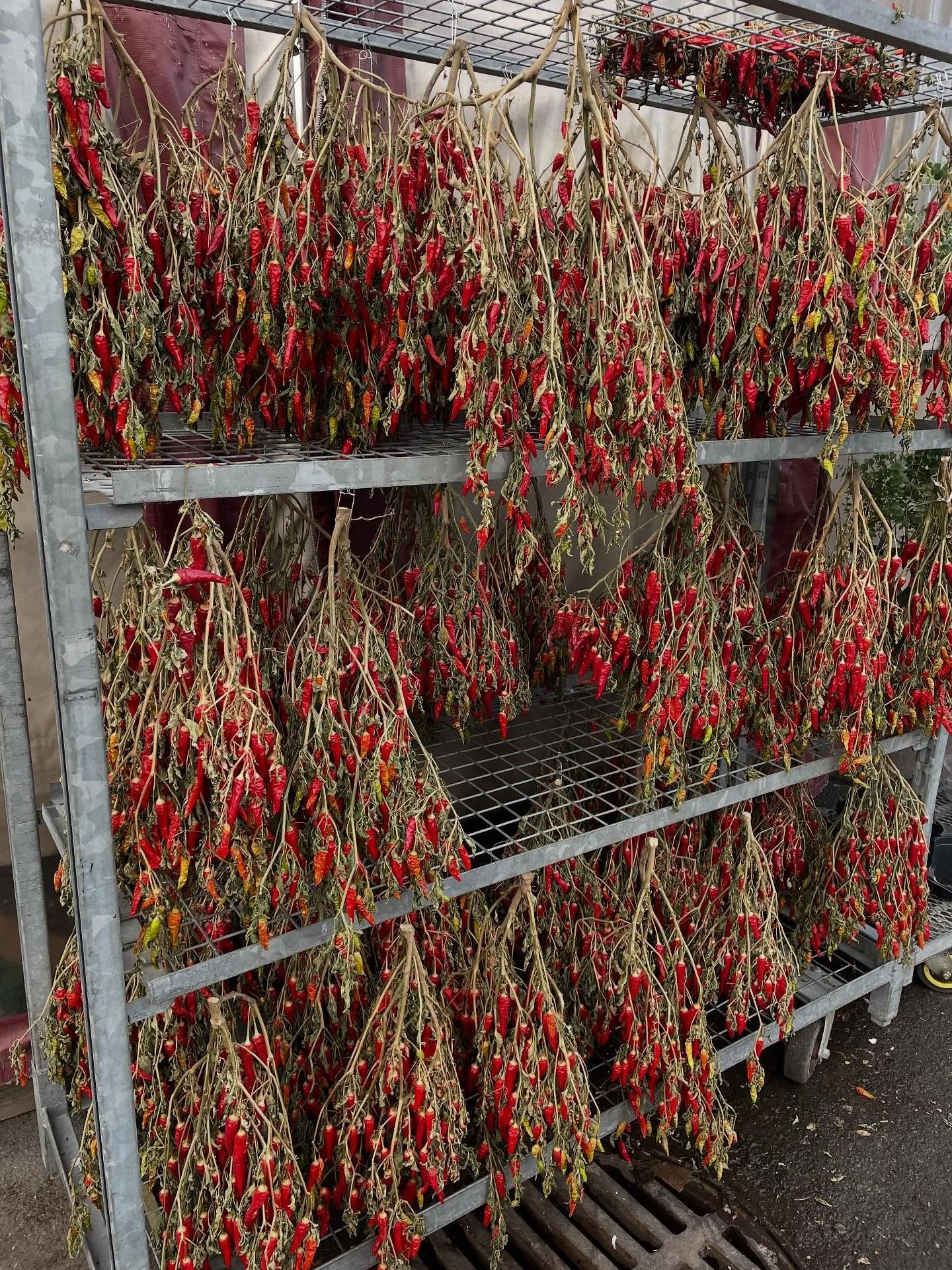 The humble art of drying.  Infinitely inspired by the creative practice of growing and tending to land and body. đ¤ farmers đ¤