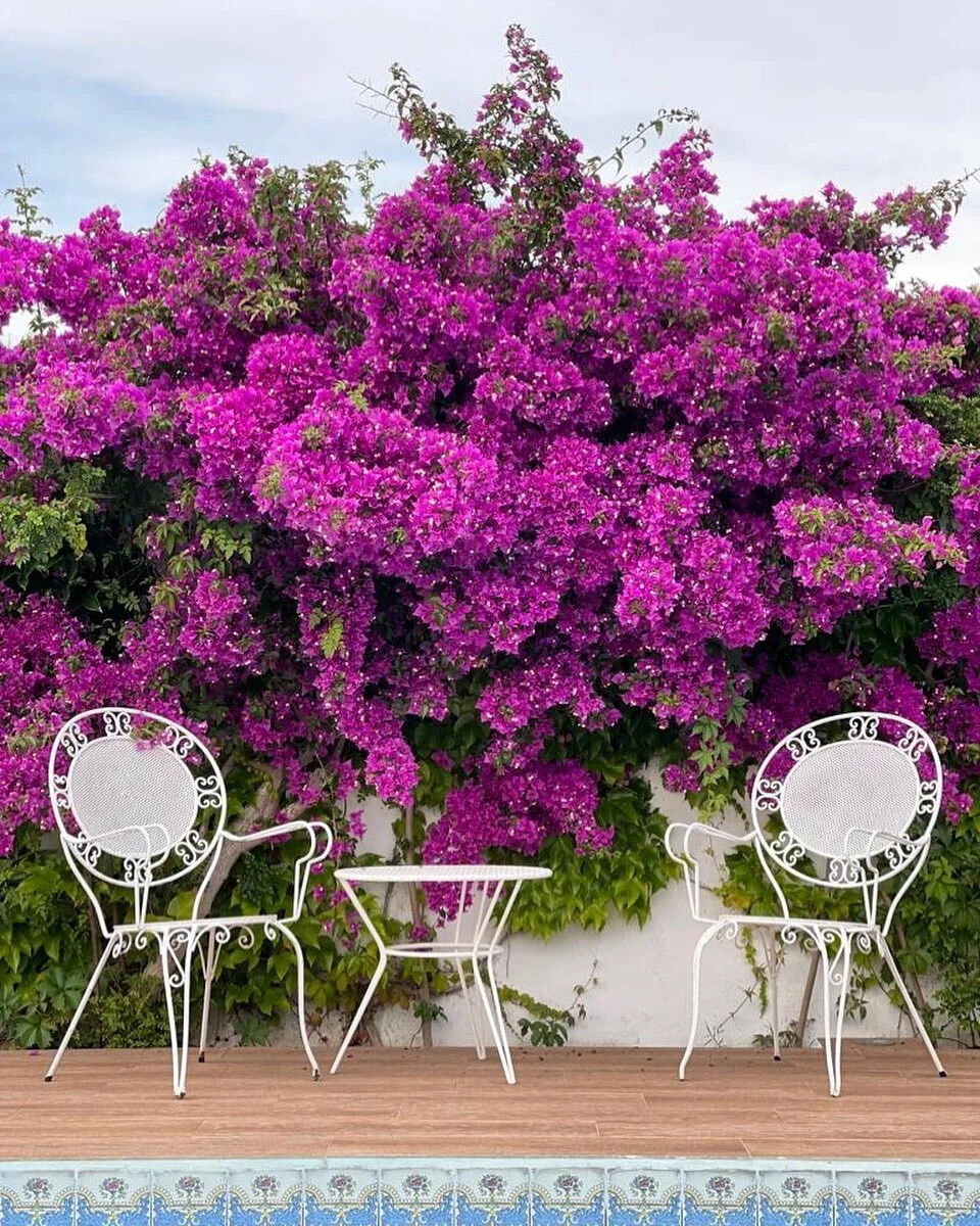 🌸Nothing beats waking up to this breathtaking view of a beautiful flower growing on the wall by the pool. Our villa is truly a paradise on earth 🌊☀️

#paradise #pool #flowers #nature #relaxation #getaway #luxury #travel
#loveauthentic #authenticdes