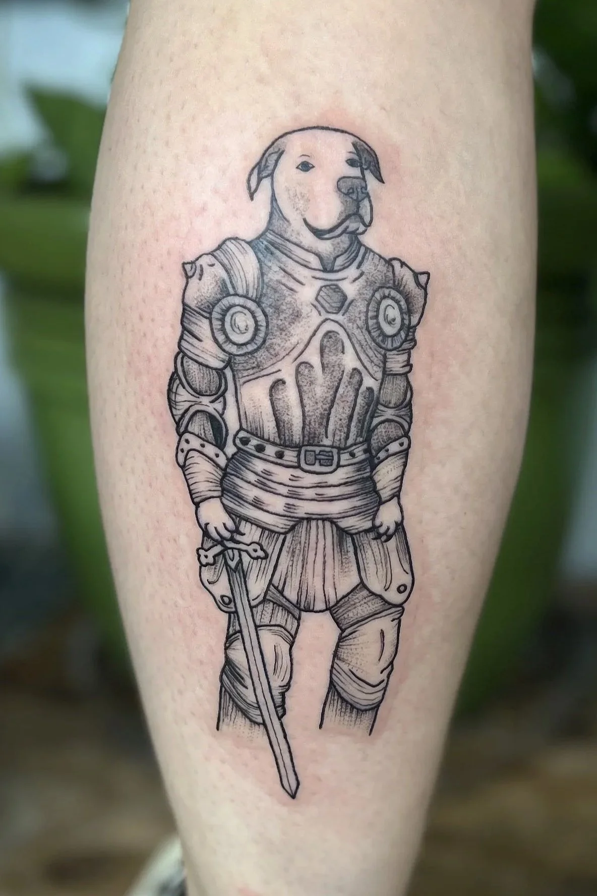 a tattoo on a calf of a pitbull terrier in medieval armor holding a sword down by his side