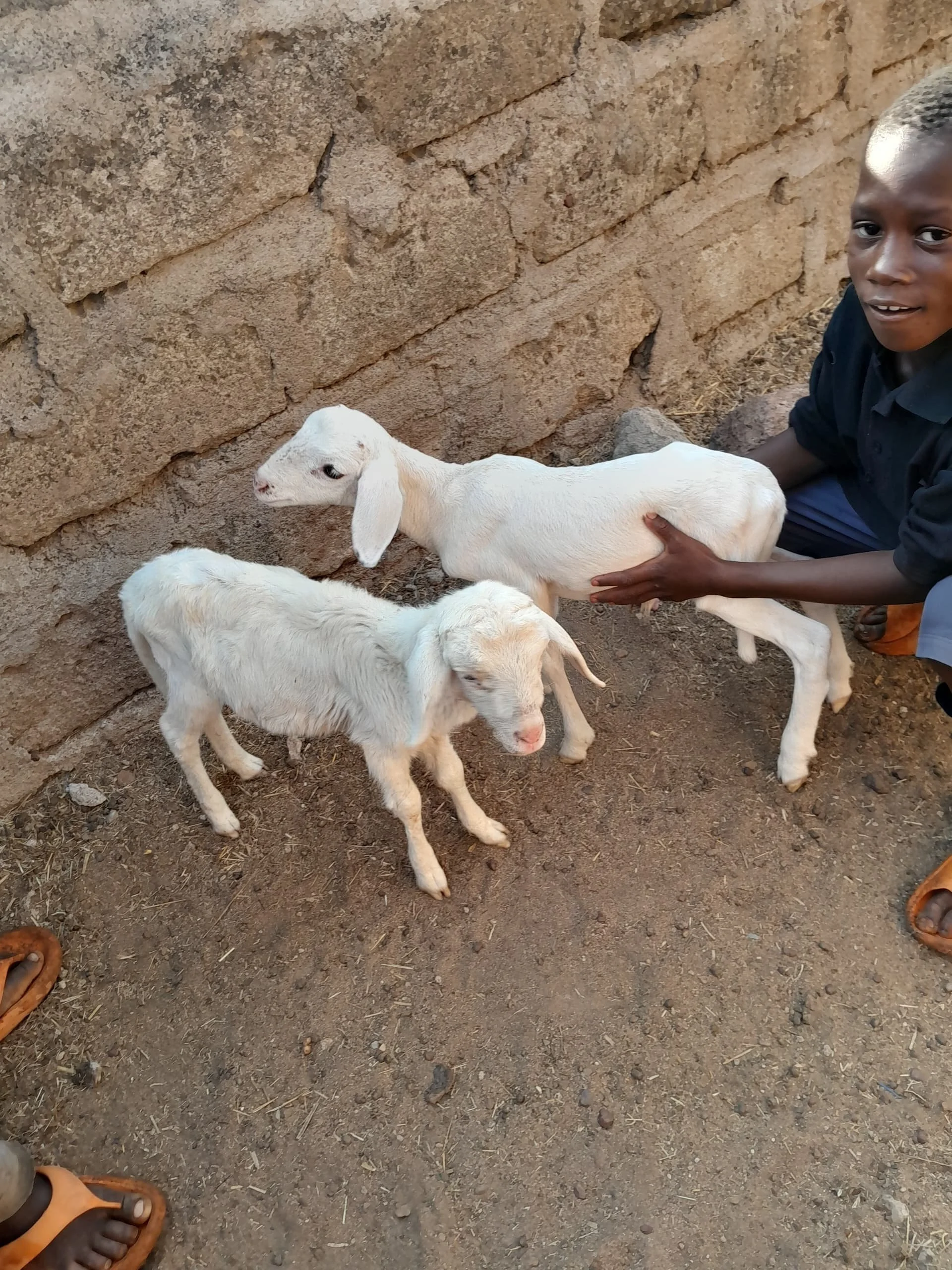 Copy of Yacouba Sidibe_Goats.jpeg