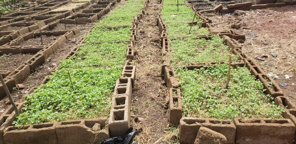 Tomatos.jpeg