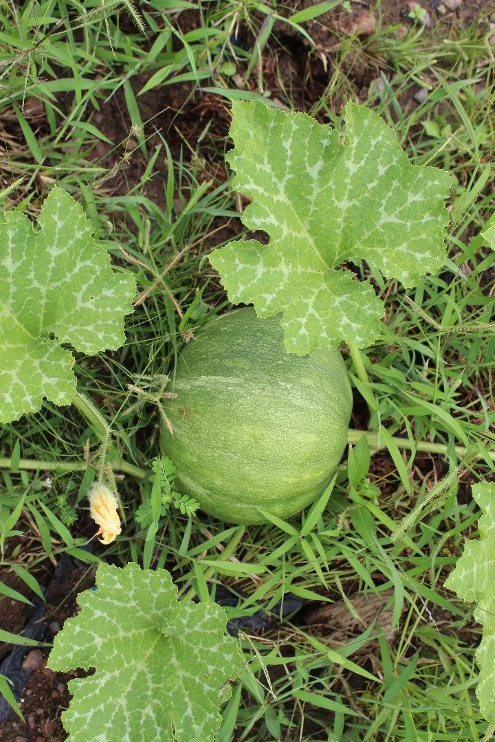 Squash.jpeg