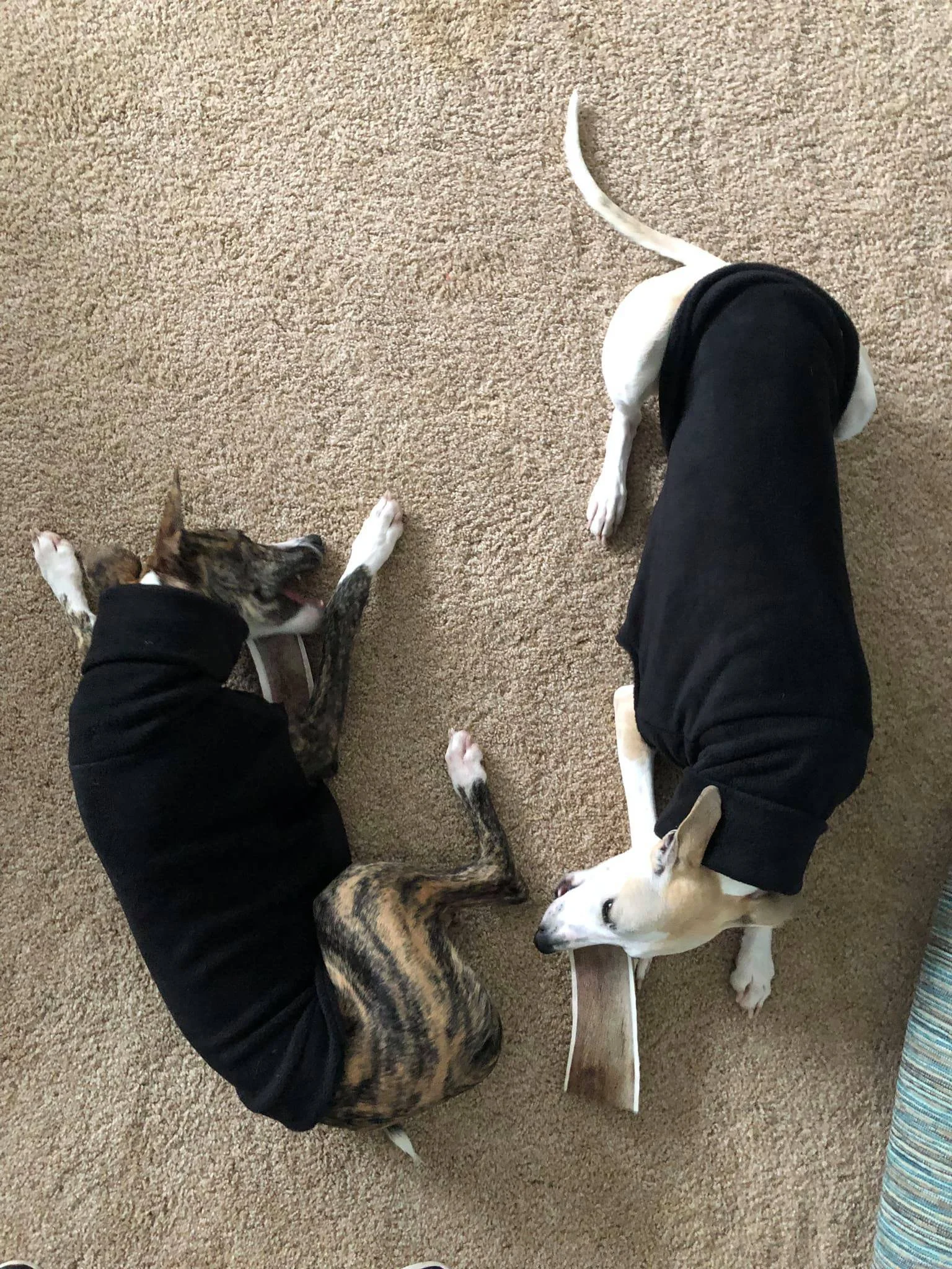 whippets.jpg