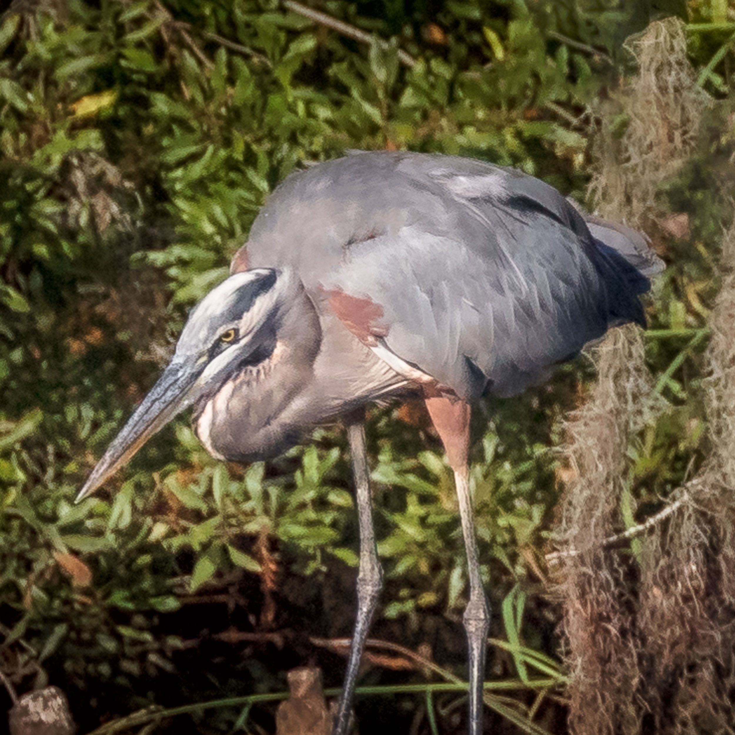 Heron Fishing Yeopim Creek.jpg