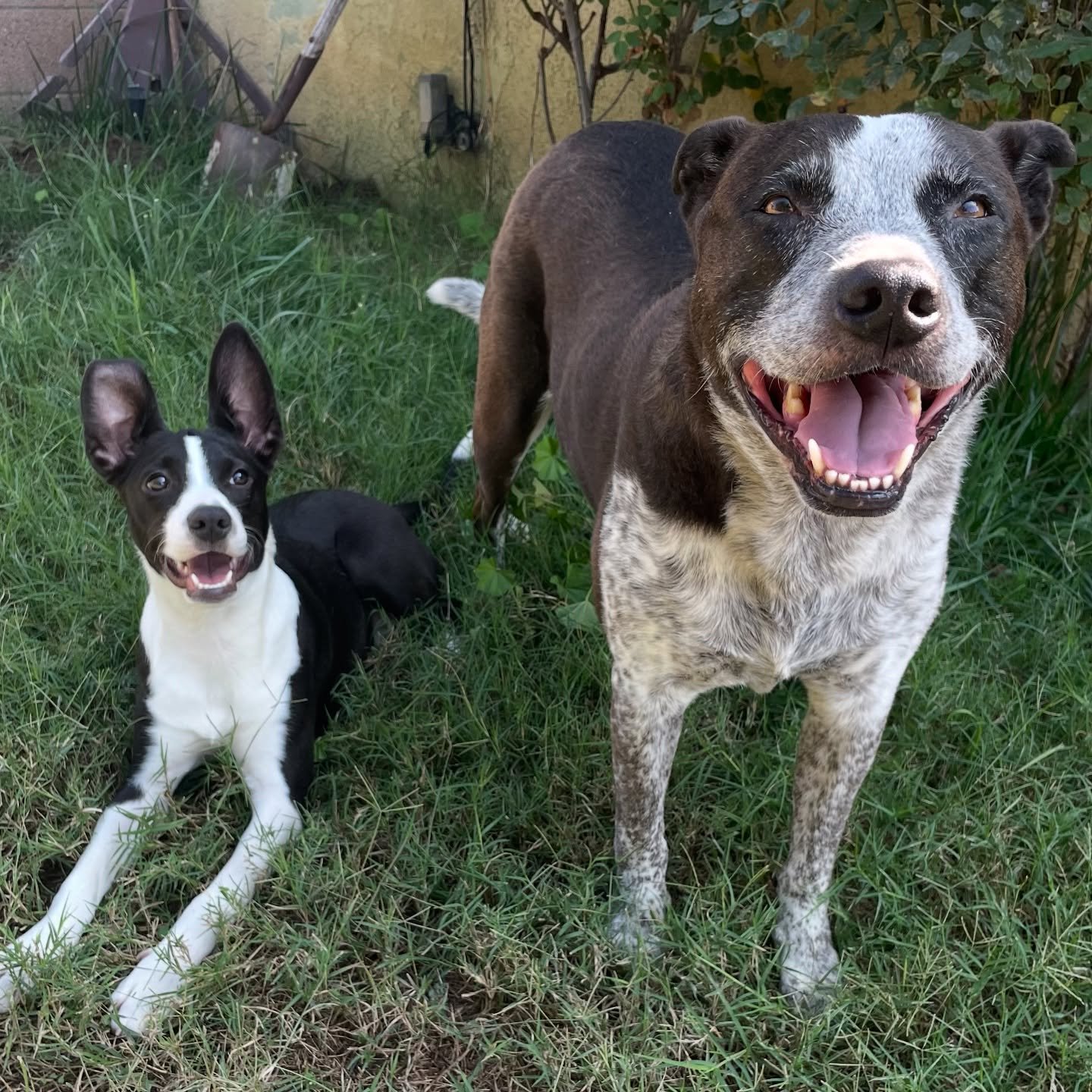 Olive &amp; Bowie hit it off right away. I&rsquo;m obsessed with how cute they are 🤍🥲🖤🥰

@yucaipaanimalplacementsociety