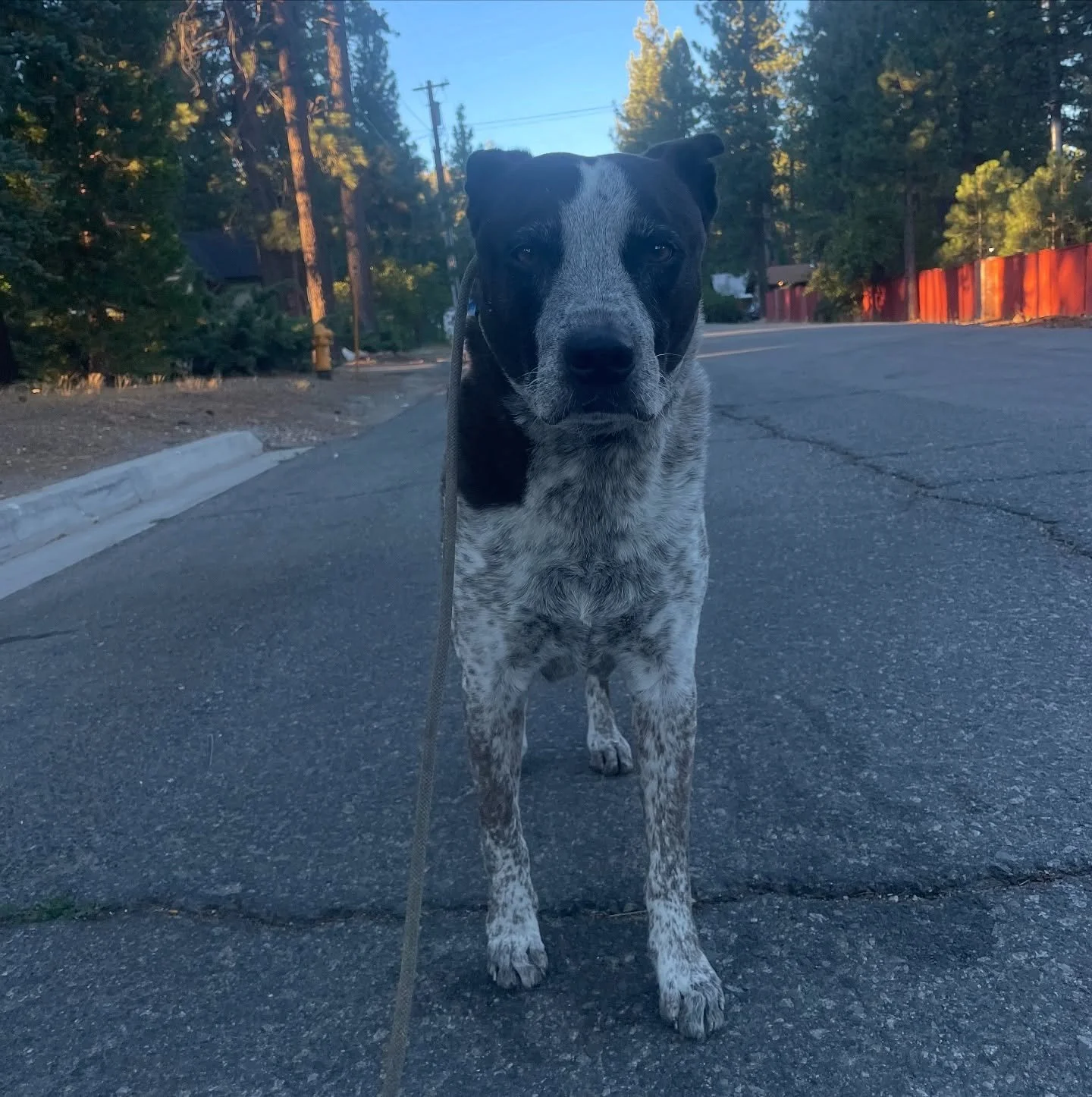 Dear Bowie, stop getting older, please &amp; thnx🐾