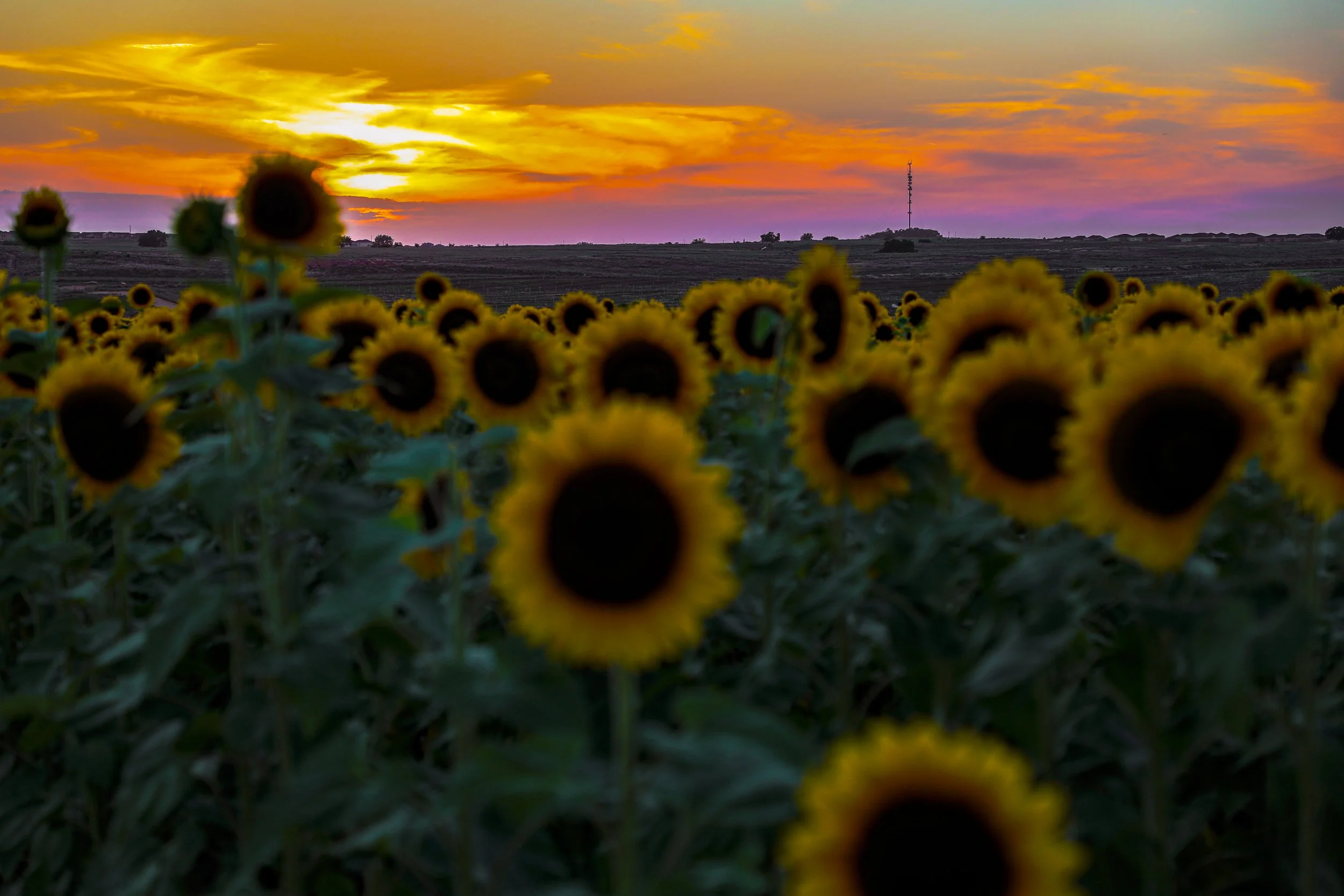 Cultivating our Courage for Future Days