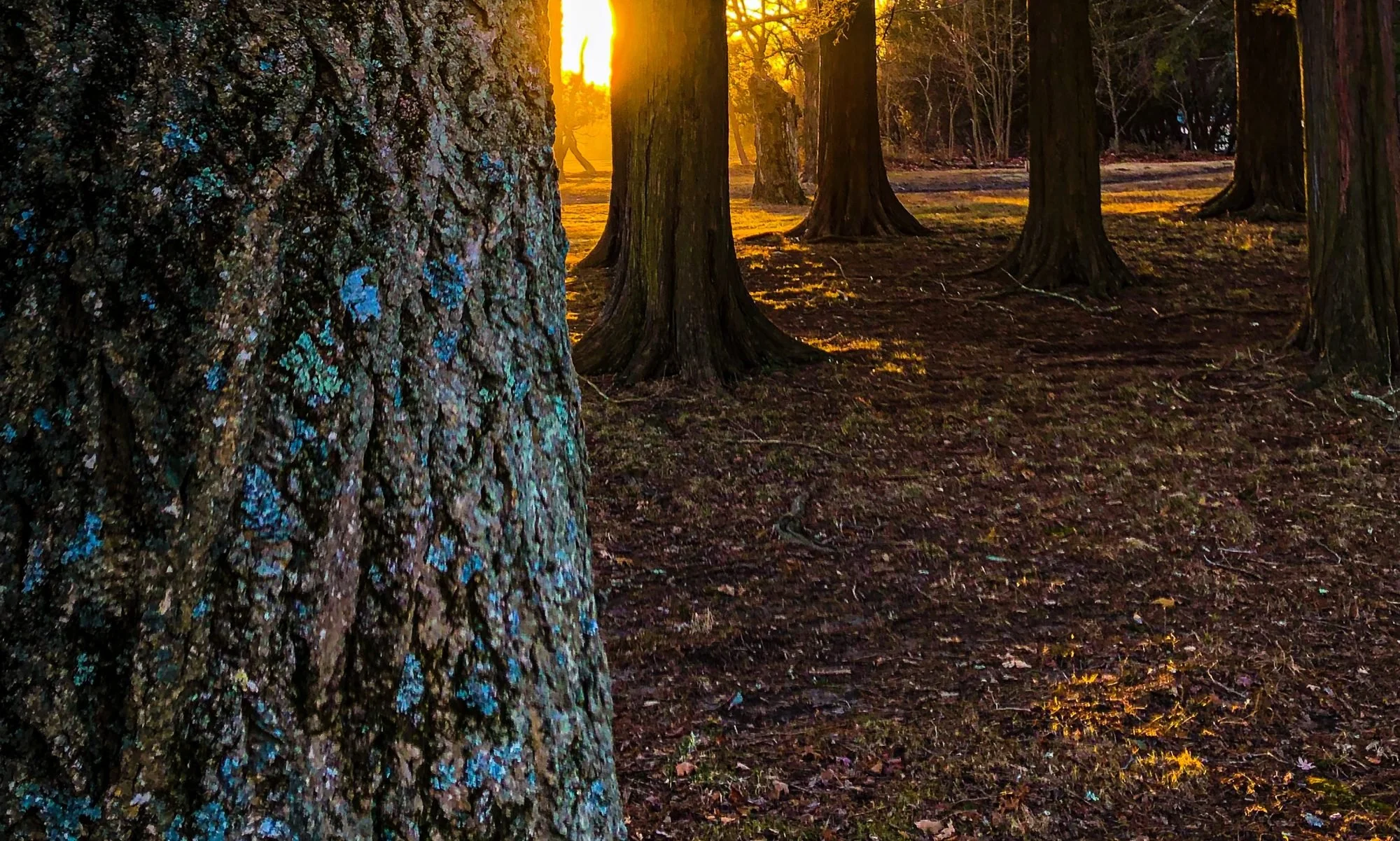 A Forest Bathing Walk