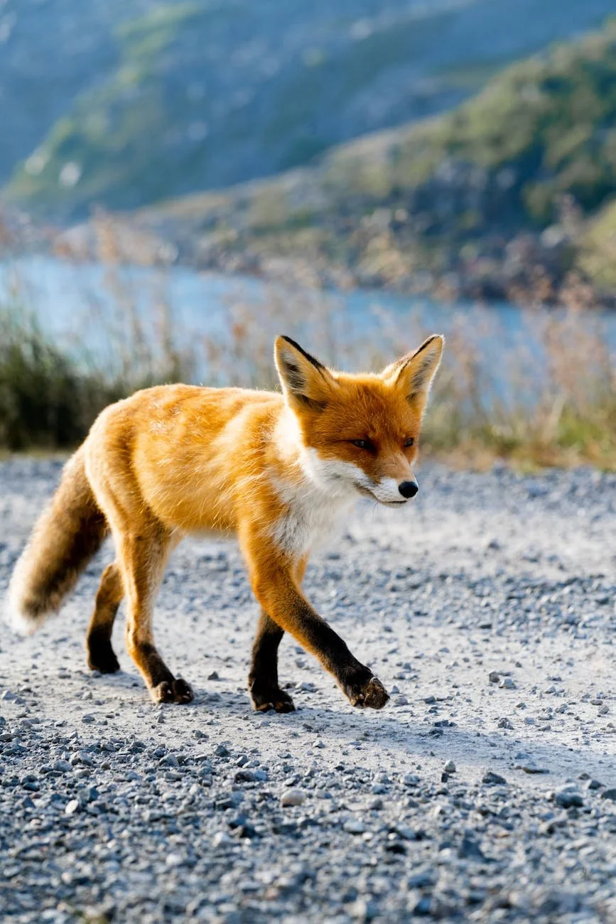 The Story of the Fox and the Bear