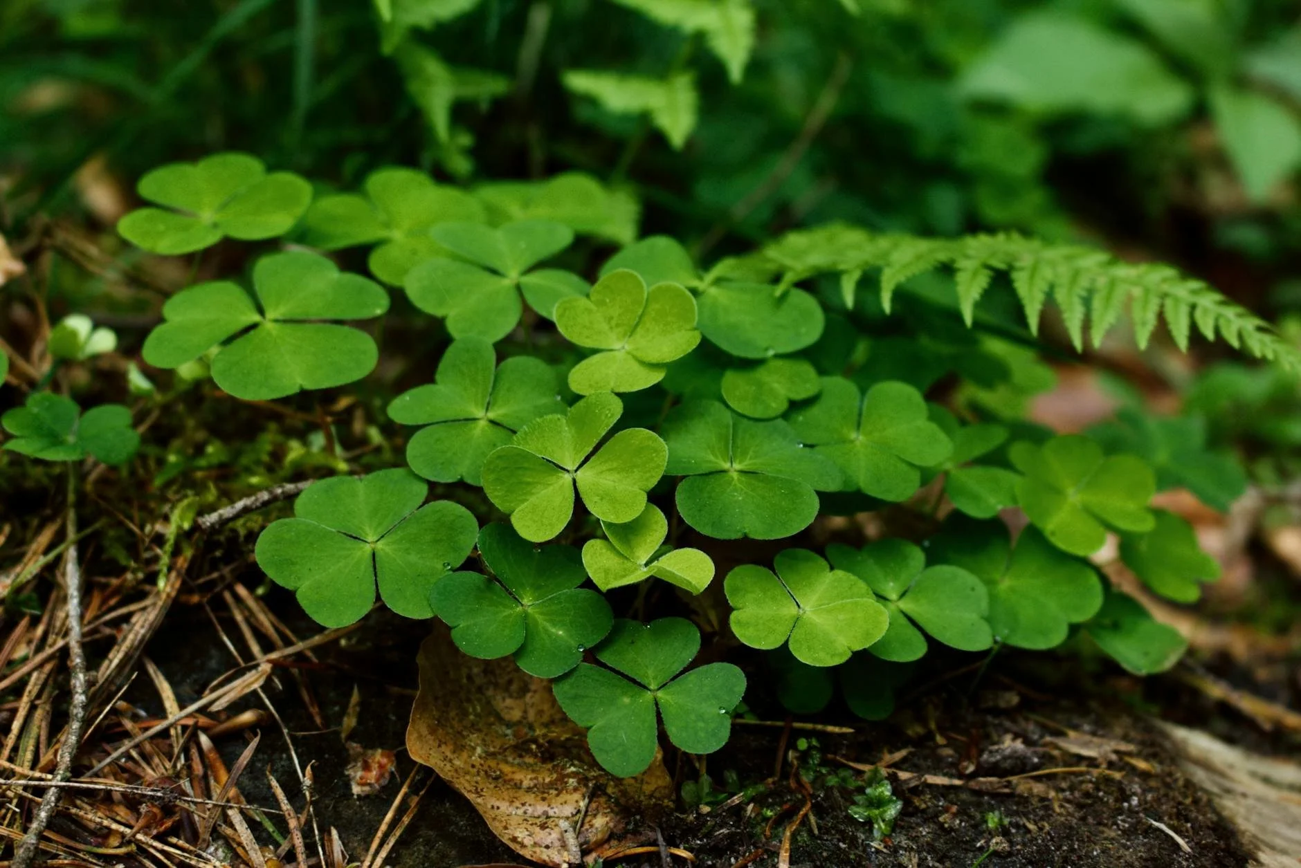 The Day honoring St. Patrick