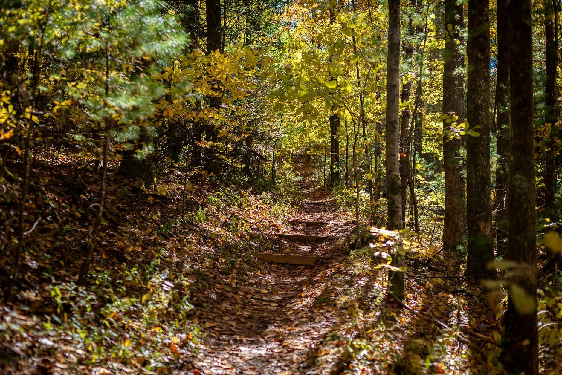 Journey Wilderness