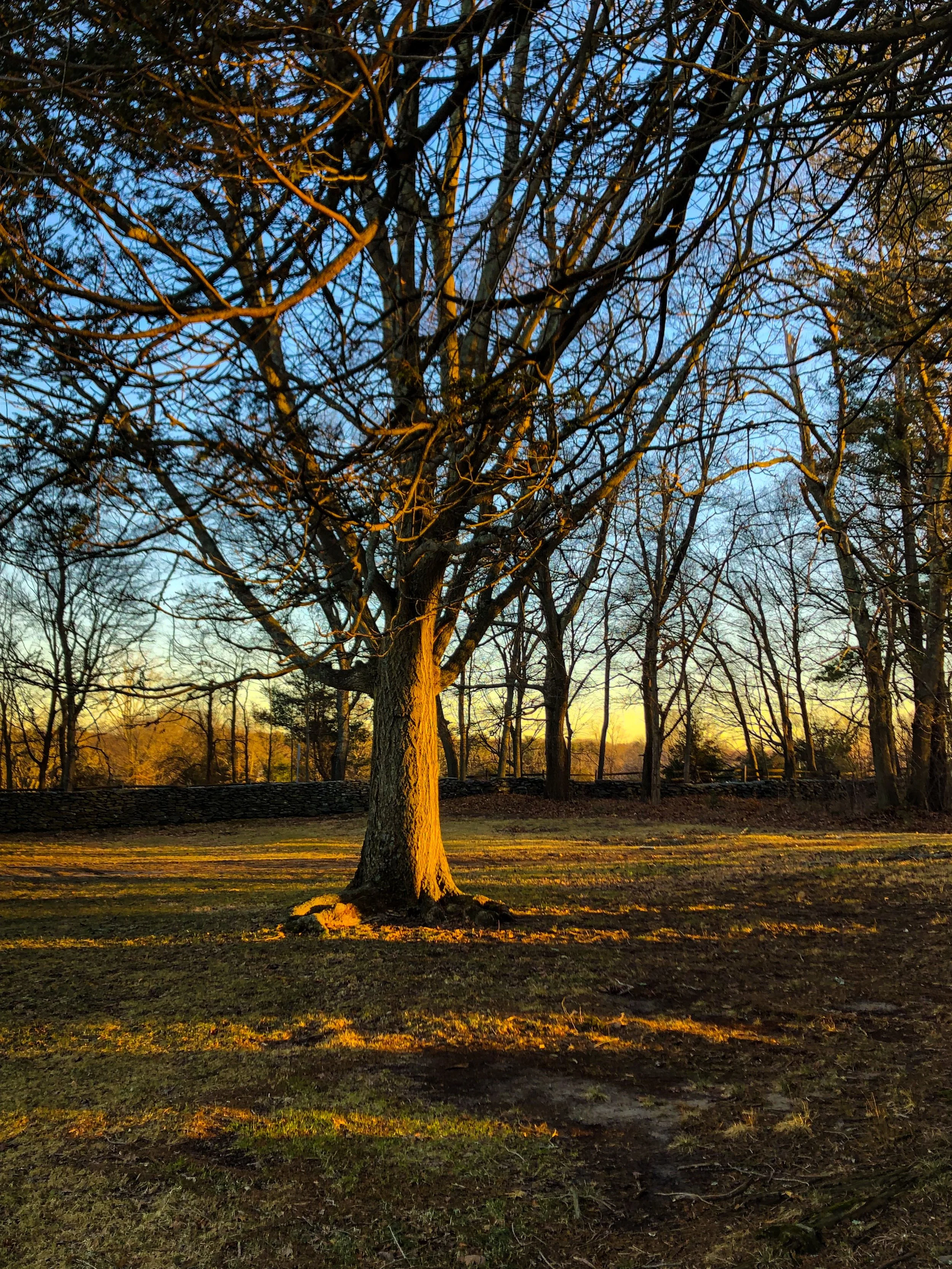 "Witness Trees"