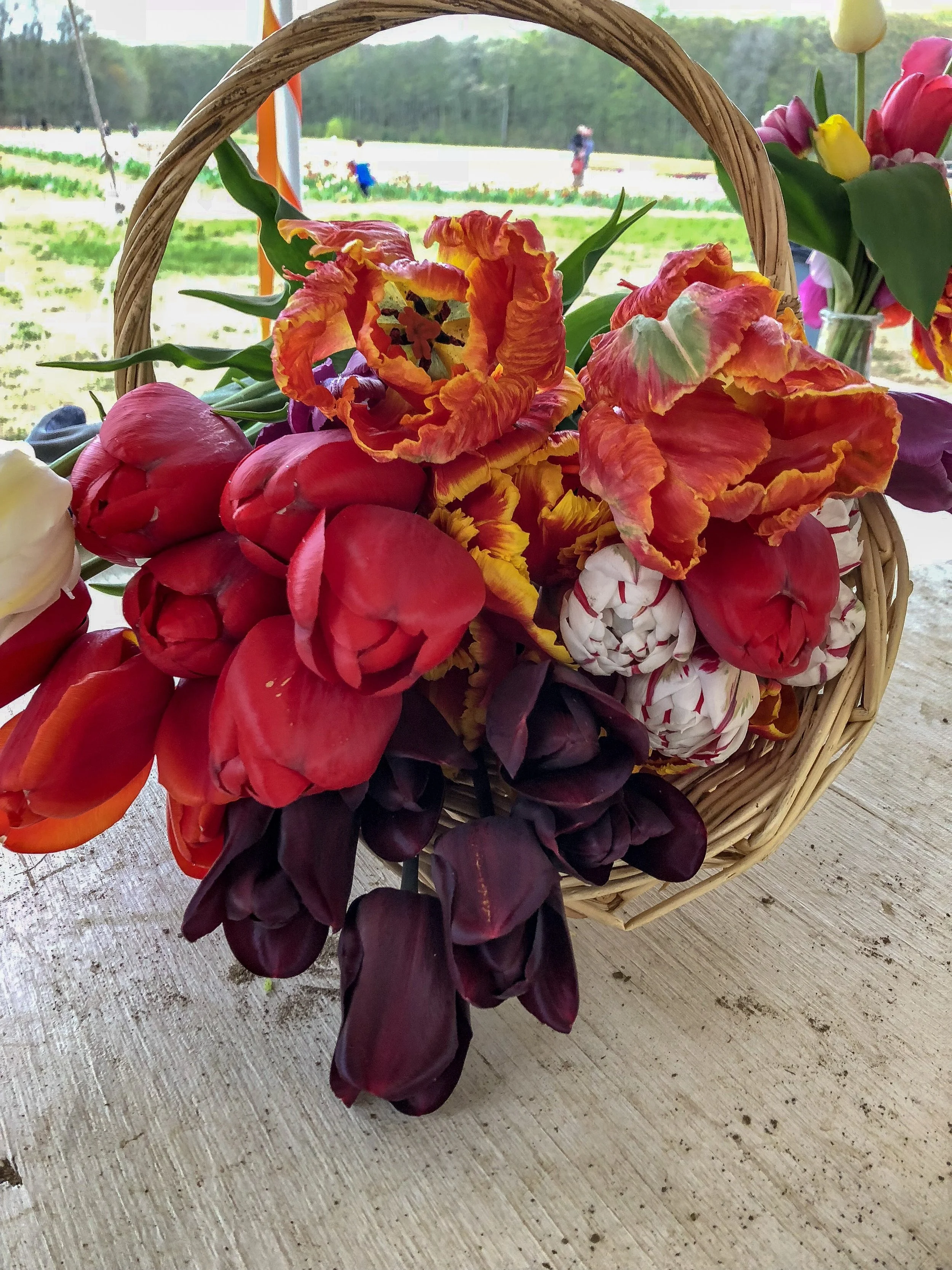 tulip-basket.jpg