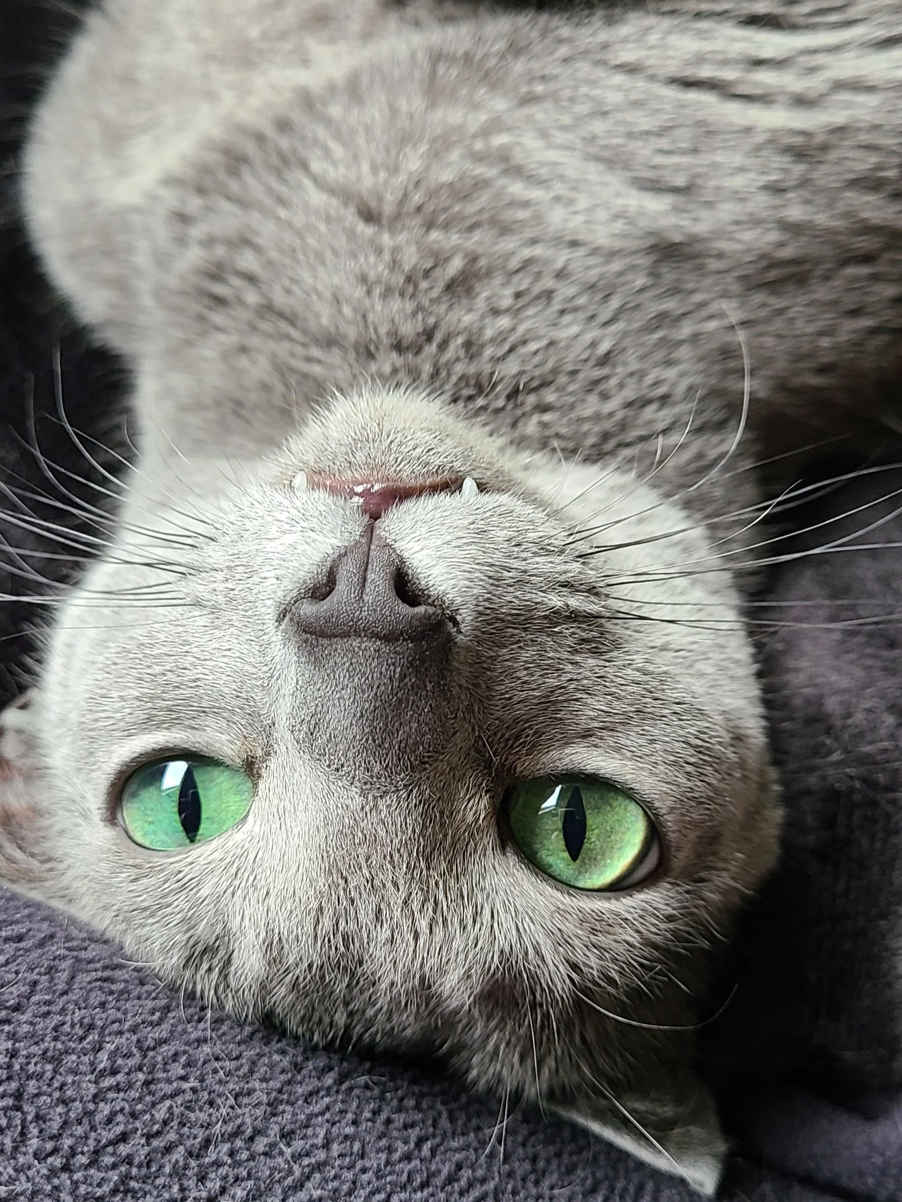 Russian Blue cat with green eyes looking at his West Seattle cat sitter while lounging in her lap during cuddle time