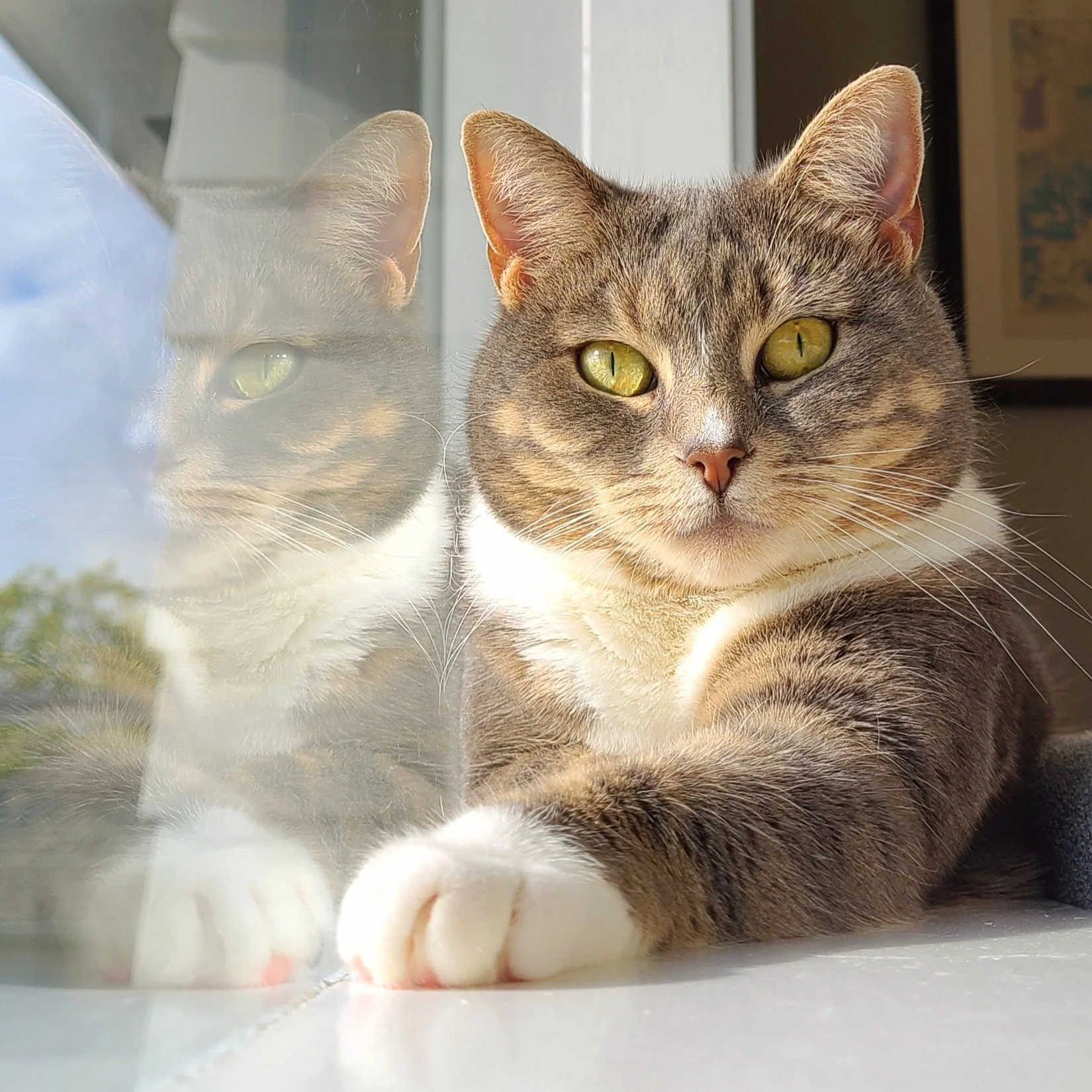 Dilute calico cat resting in window looking at her cat sitter in West Seattle