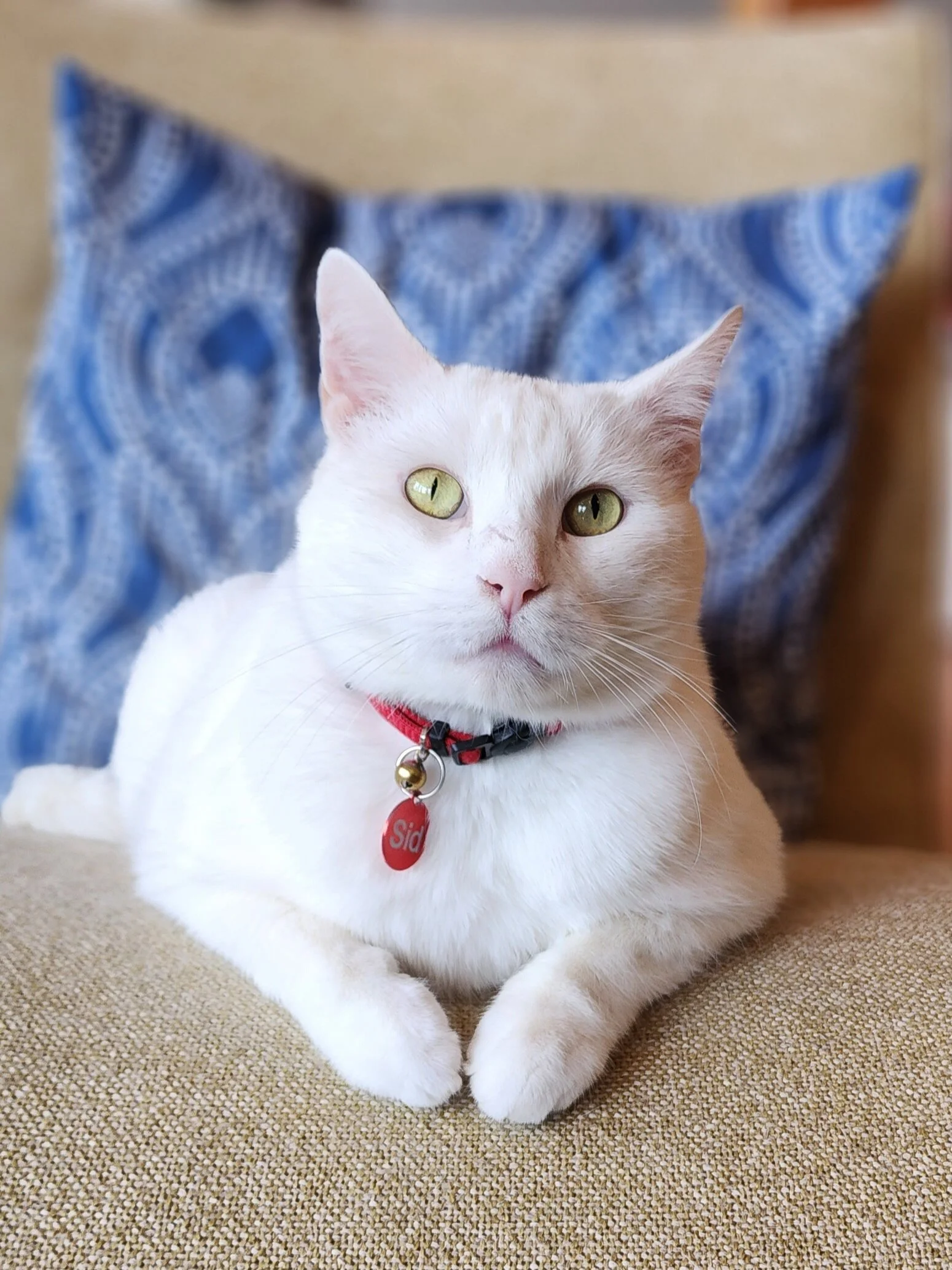 Beautiful white cat with golden eyes watching his West Seattle cat sitter during a vacation care drop-in visit