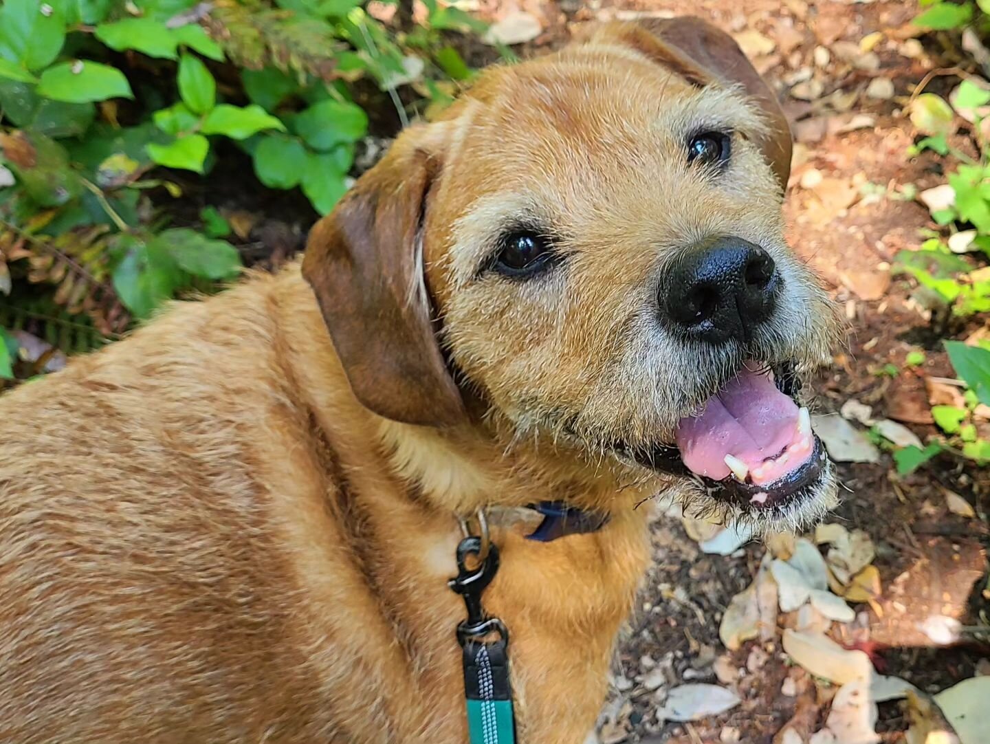 Happy 13th Birthday to Miss Maizey and her Amaizey Eyebrows! She has to be the cutest mastiff, boxer, rottweiler, brussels griffon, spitz, chihuahua, cane corso mix in the world!