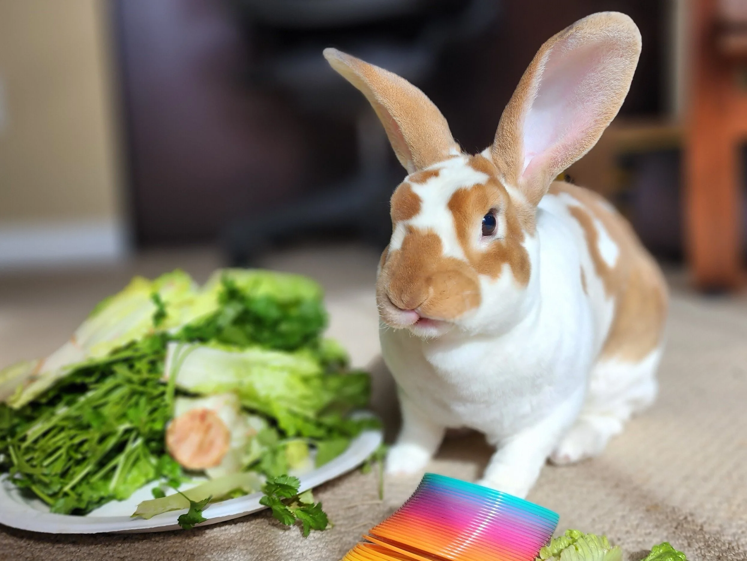 Brown and white Rex rabbit with slinky toy and salad during bunny playtime and enrichment  with his West Seattle pet sitter