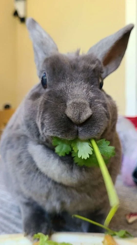 Grey Rex rabbit eating cilantro in West Seattle during pet sitting home visit.