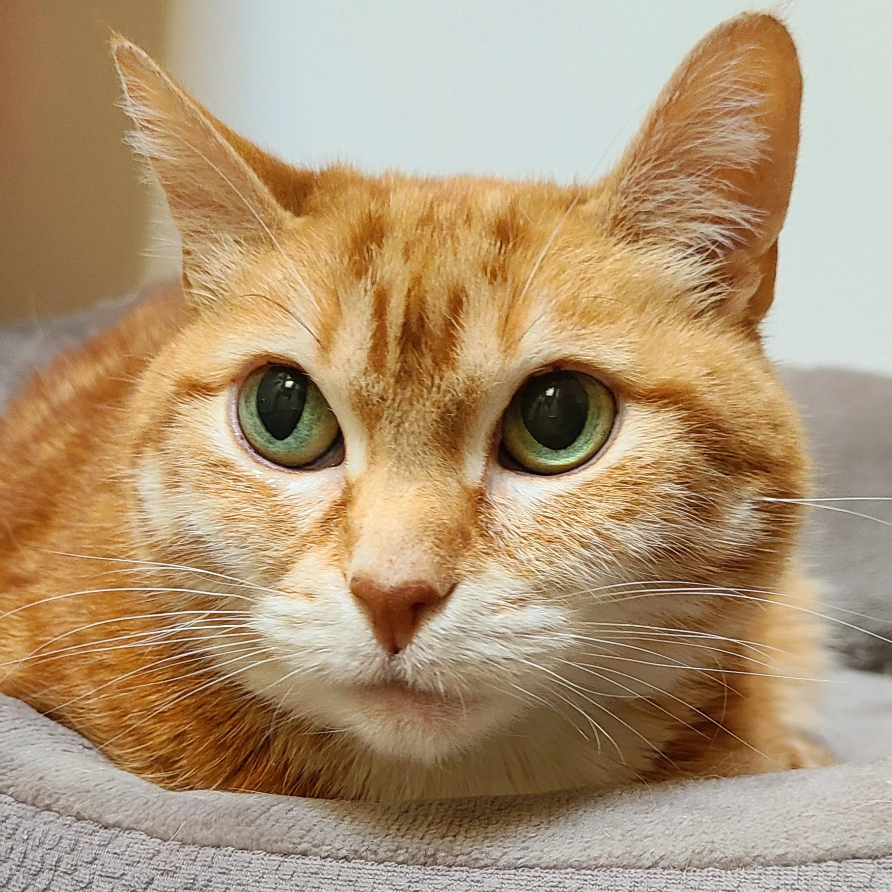 Senior orange tabby with green eyes. Photo taken by West Seattle cat sitter during vacation care drop-in visit.