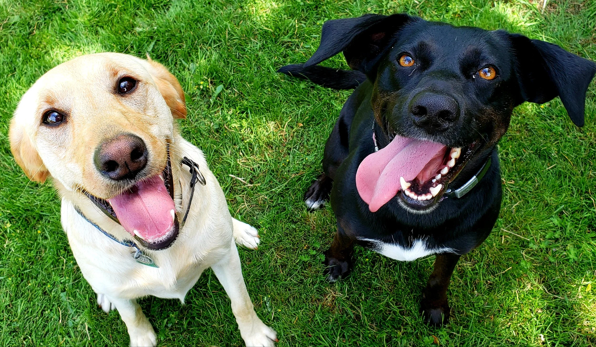 Two West Seattle dogs during a backyard playdate
