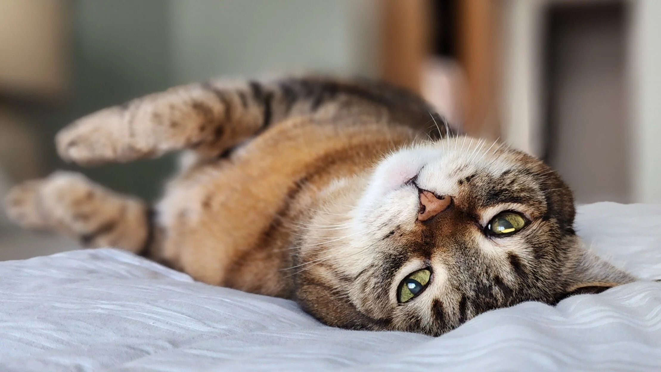 Senior tabby cat on her back after receiving belly rubs from her pet sitter in West Seattle