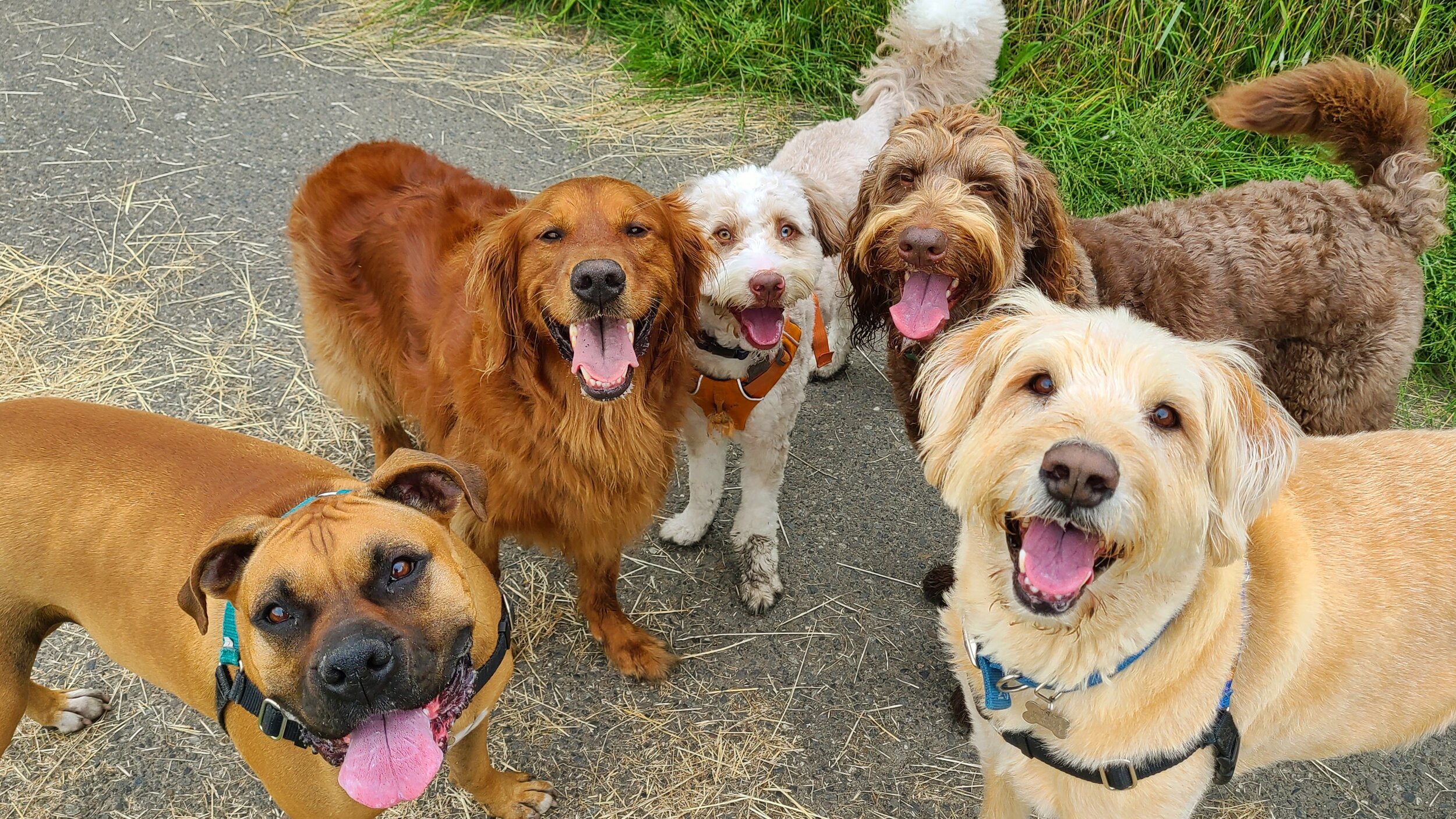 Five smiling dogs during an off-leash adventure
