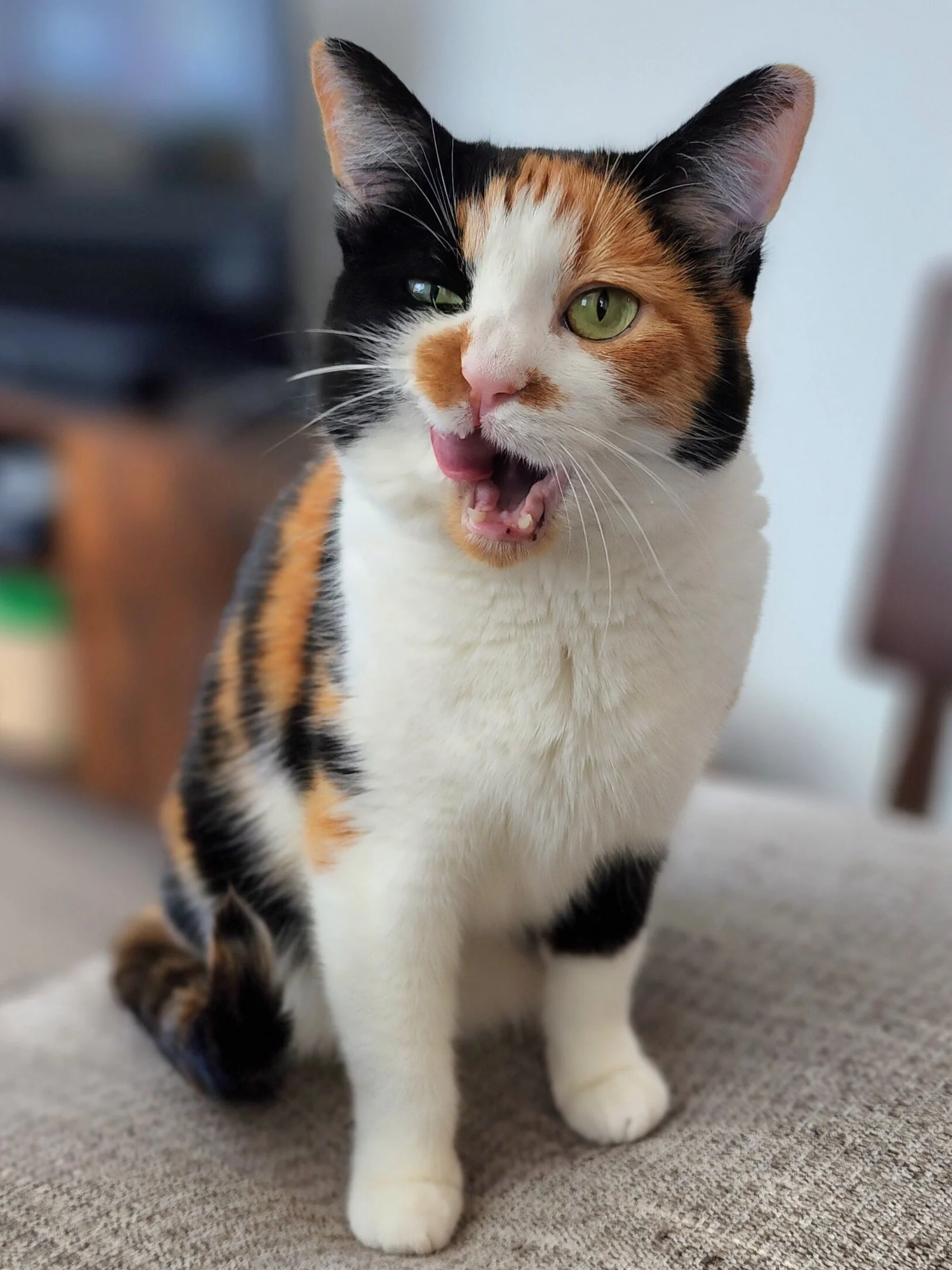 Calico cat in West Seattle smacking her lips after receiving treats from her cat sitter
