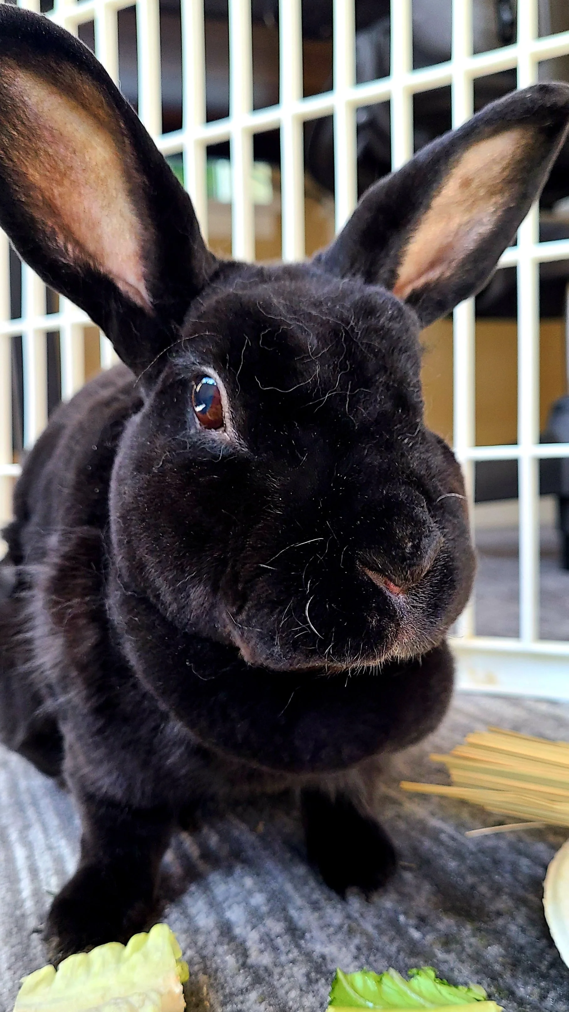 Black Rex rabbit during playtime and bunny enrichment with her West Seattle pet sitter