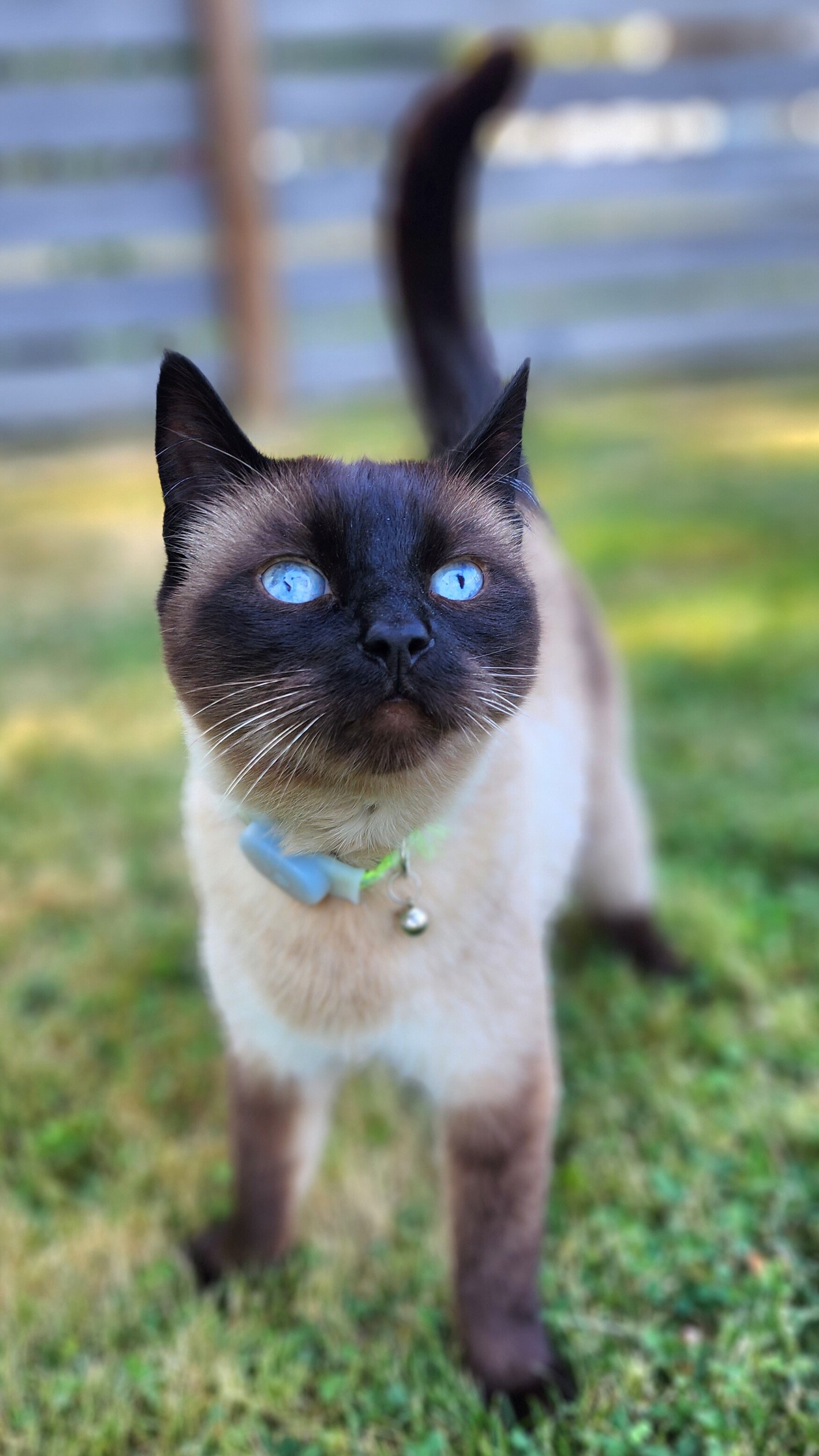 Siamese cat with cerebellar hypoplasia in West Seattle, looking at his pet sitter special needs vacation care giver