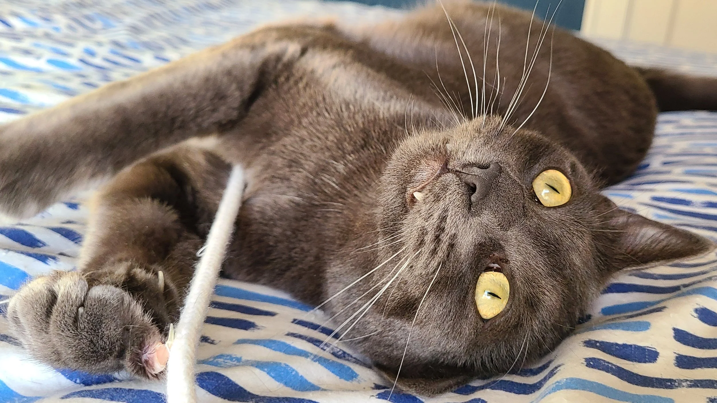 Grey cat on his back during playtime with his cat sitter in West Seattle