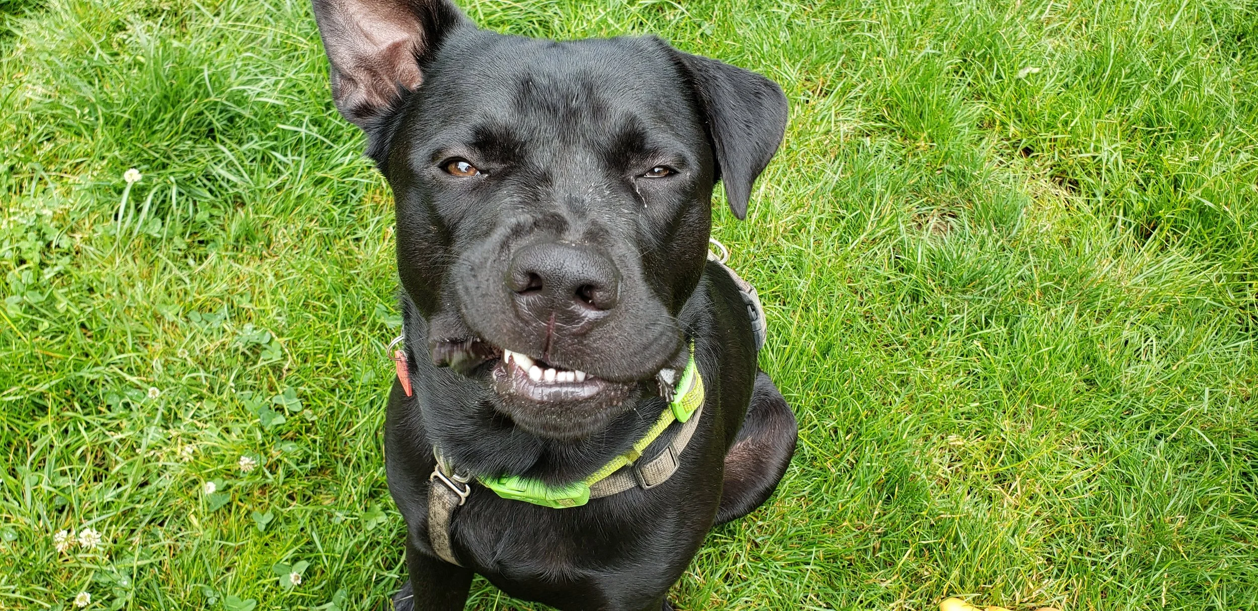 Black dog with one ear up making a funny face