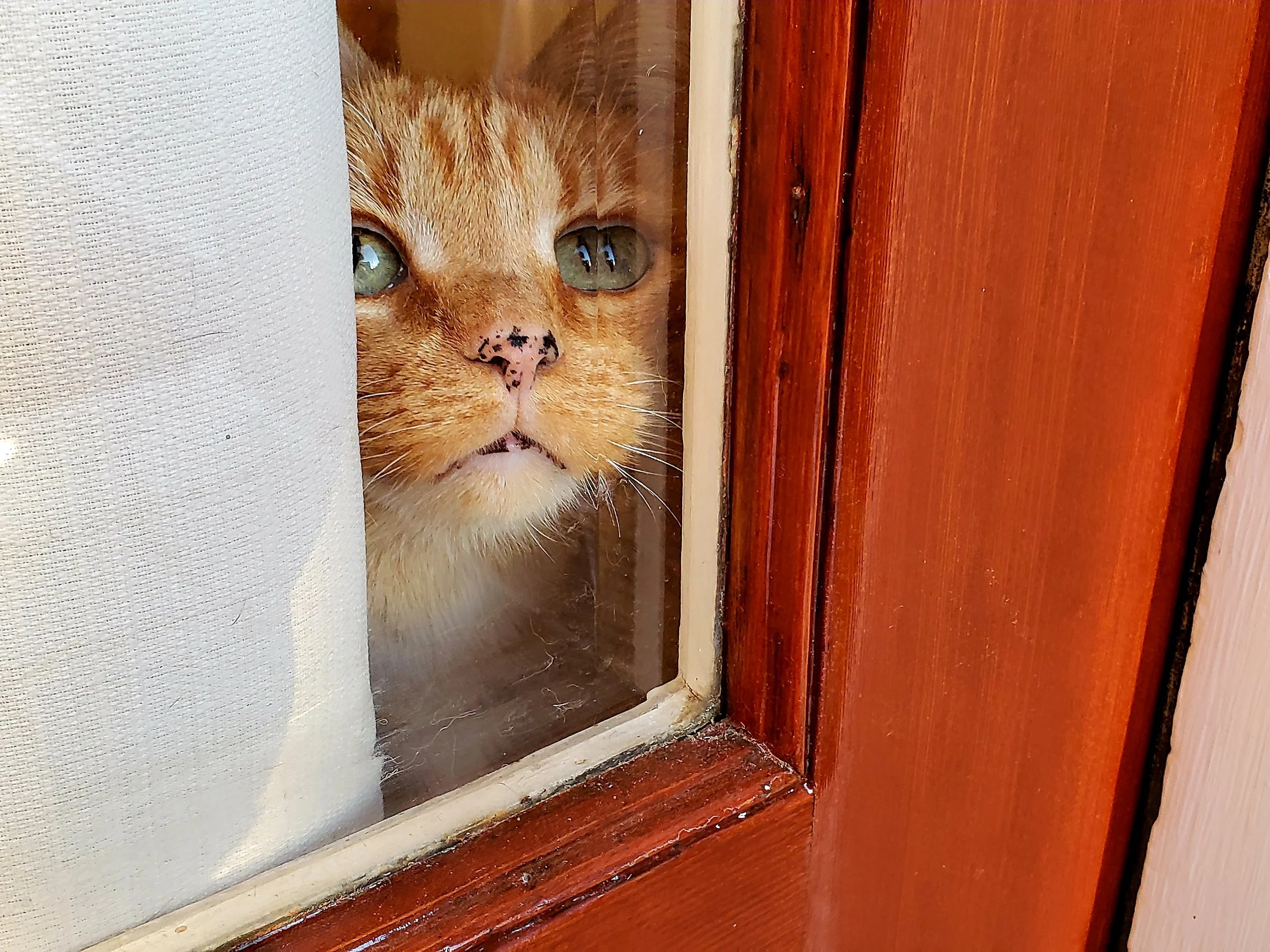 Cute orange cat with black nose freckles, peeking through window watching the cat sitter arrive in West Seattle