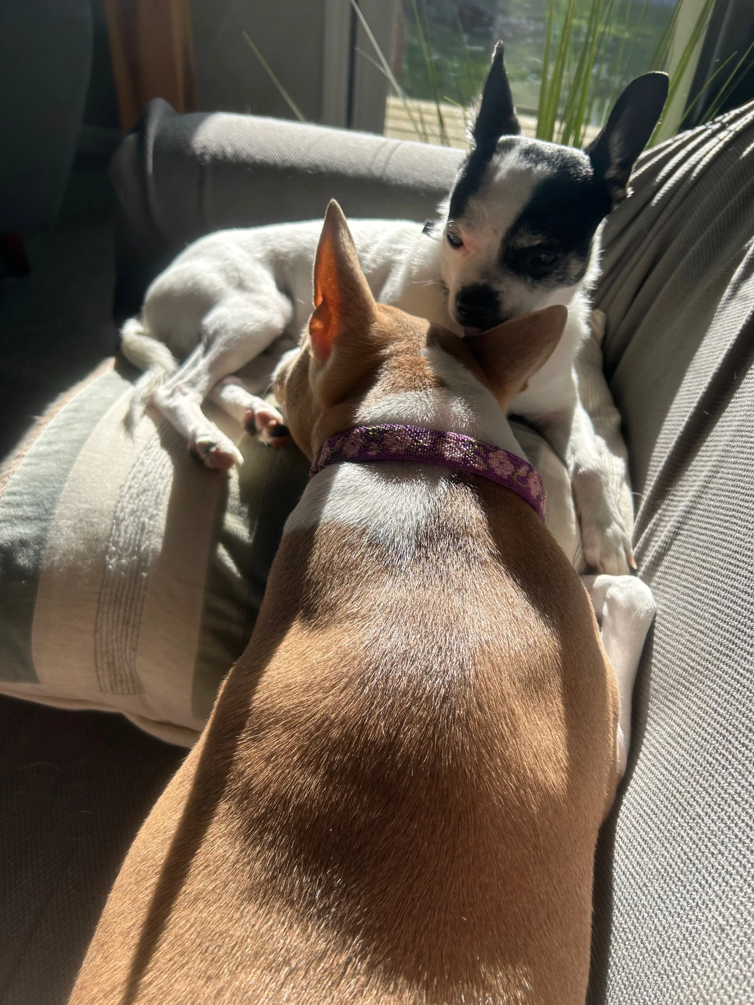 Sleep, Play, Repeat